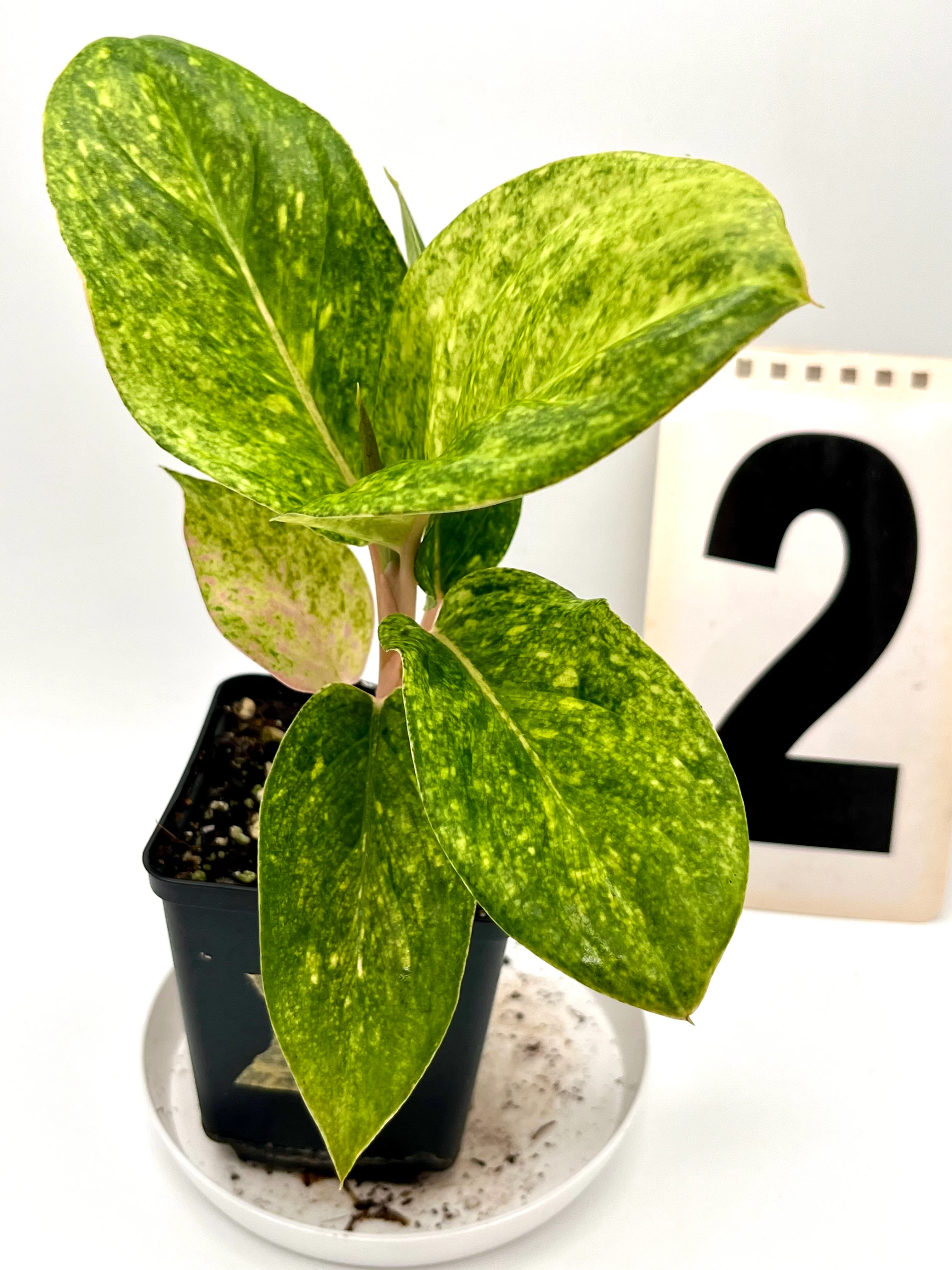 Aglaonema Pink Emerald - Image 3