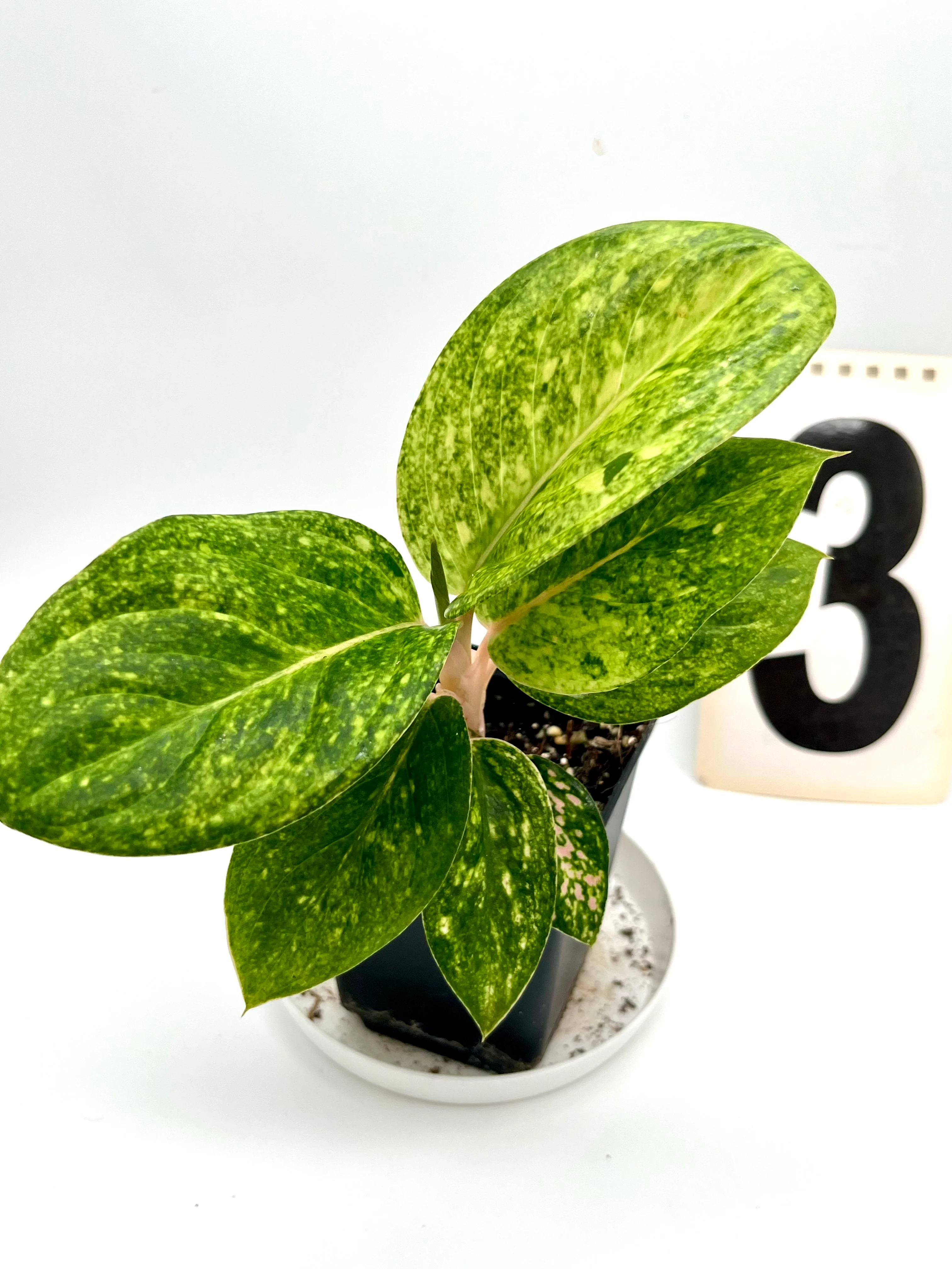 Aglaonema Pink Emerald - Image 4