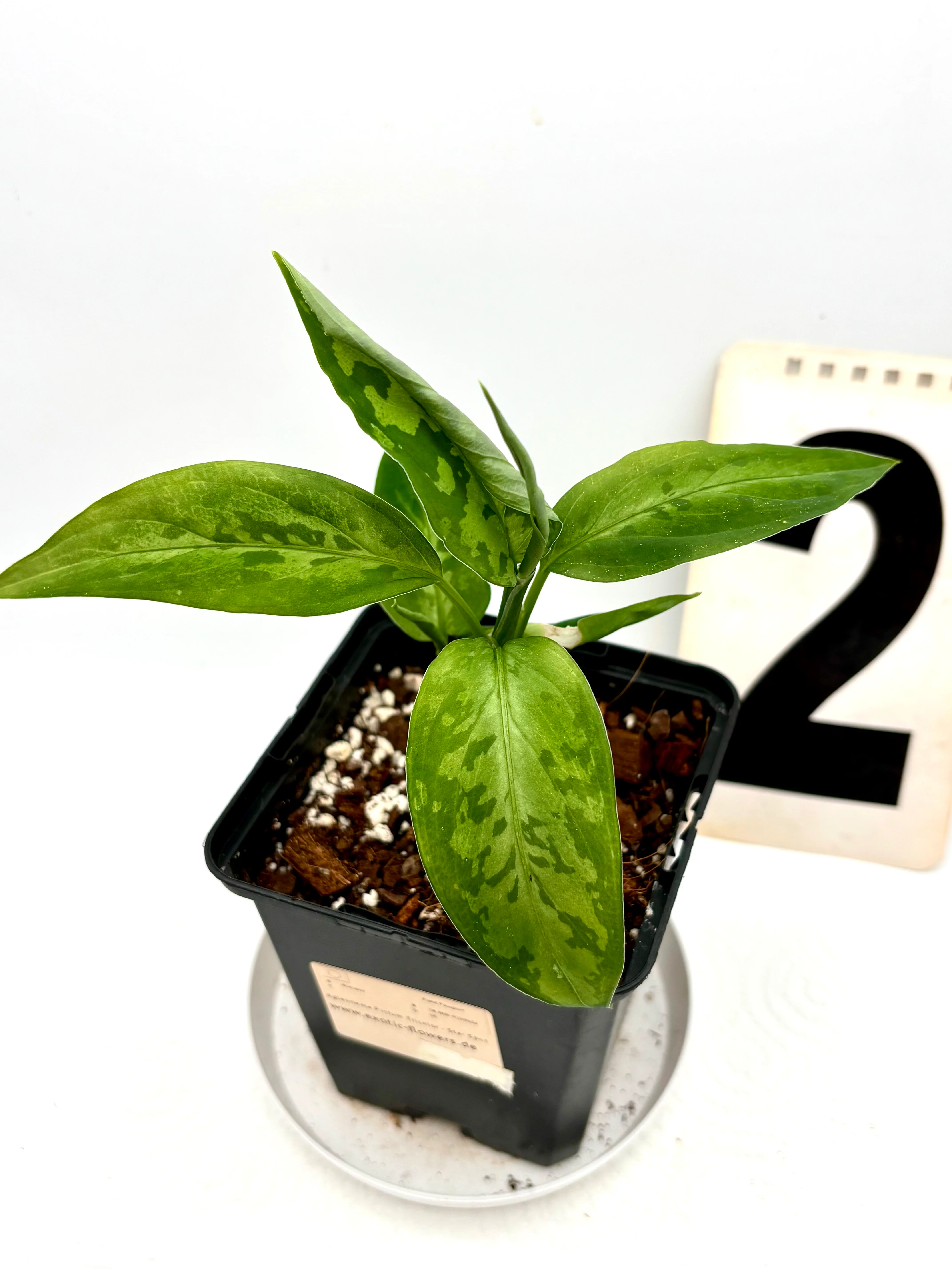 Aglaonema Pictum Tricolor - Star Spot - Image 3