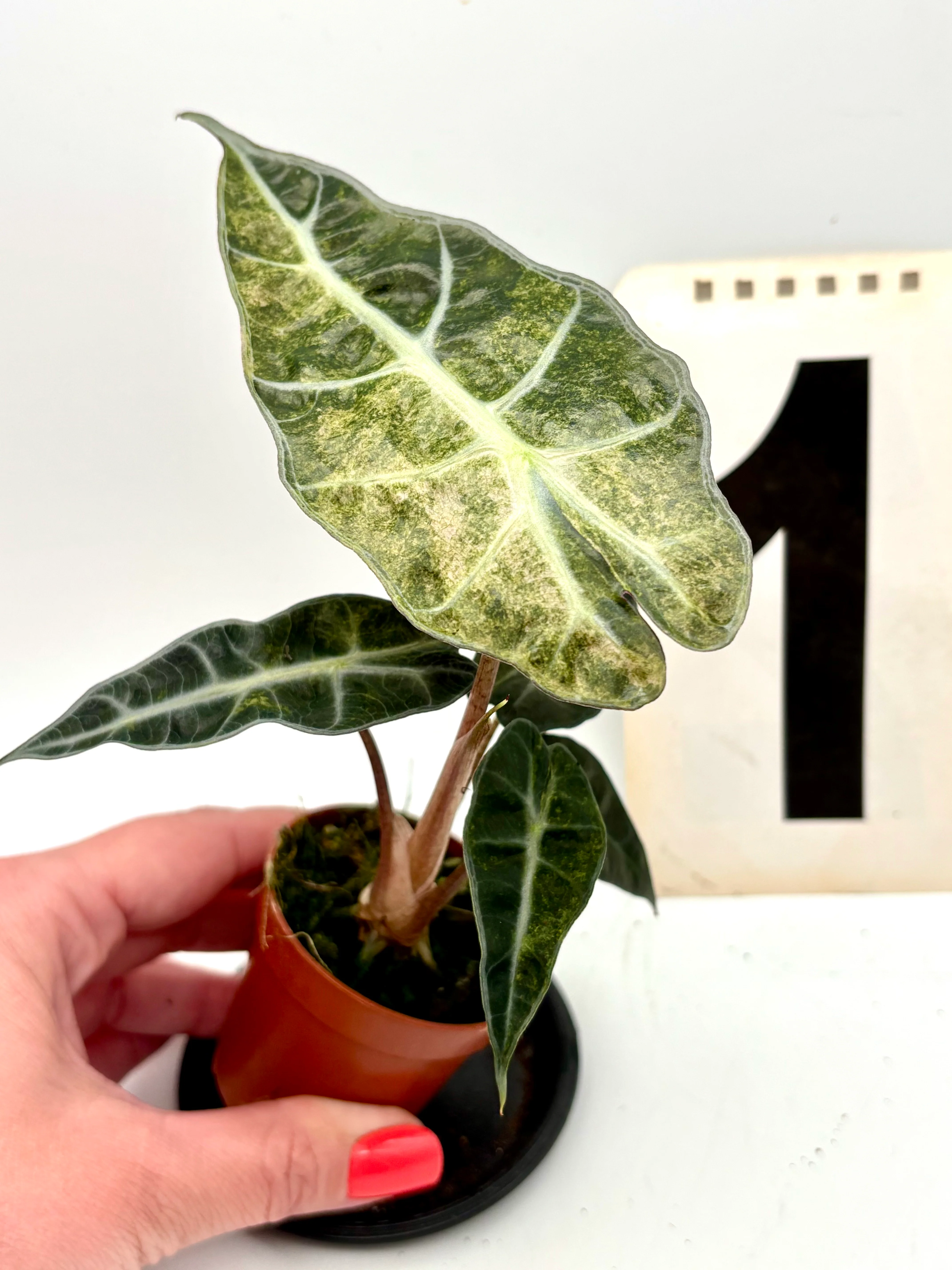 Alocasia Polly Aurea Variegata