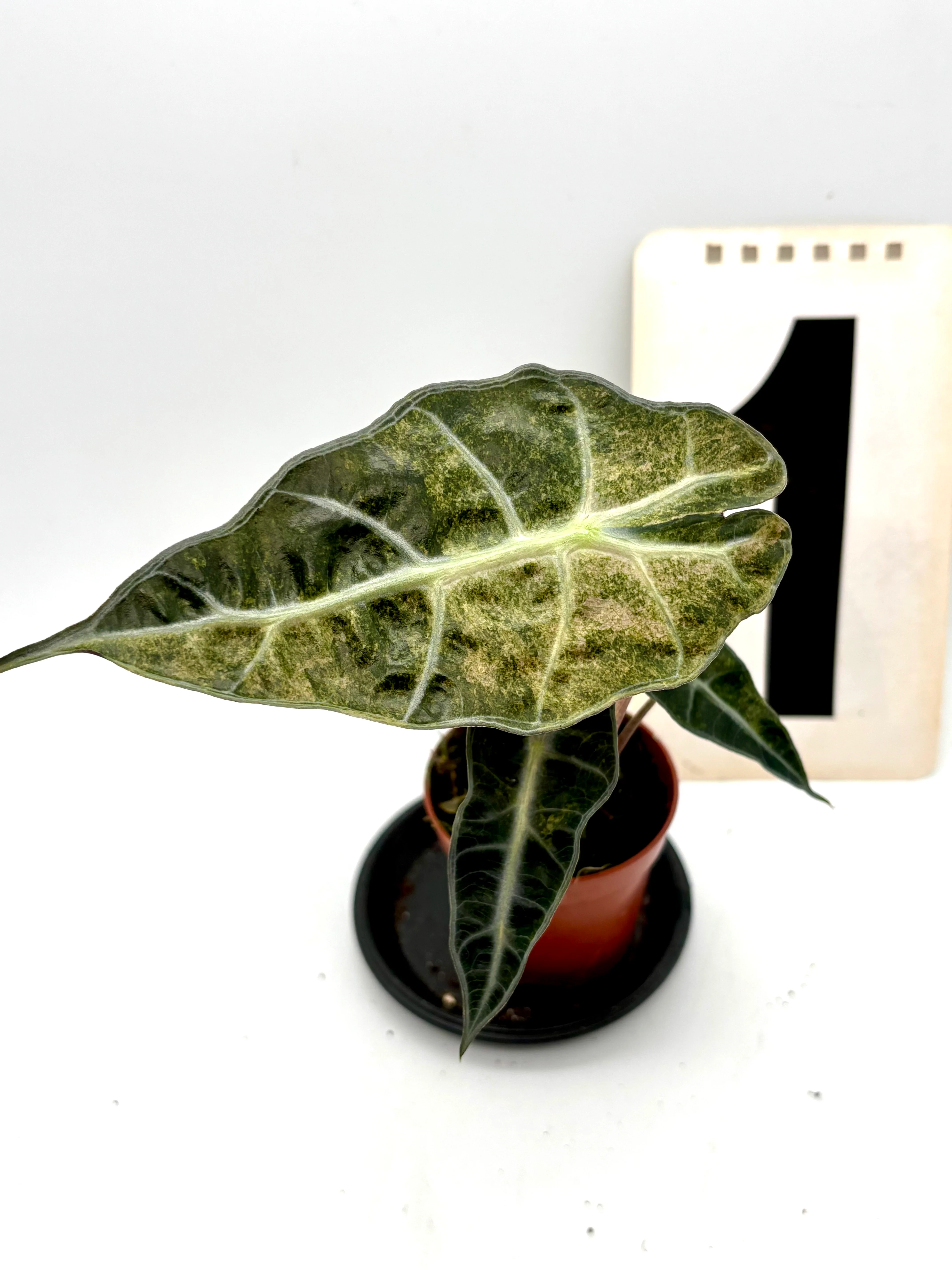 Alocasia Polly Aurea Variegata - Image 2