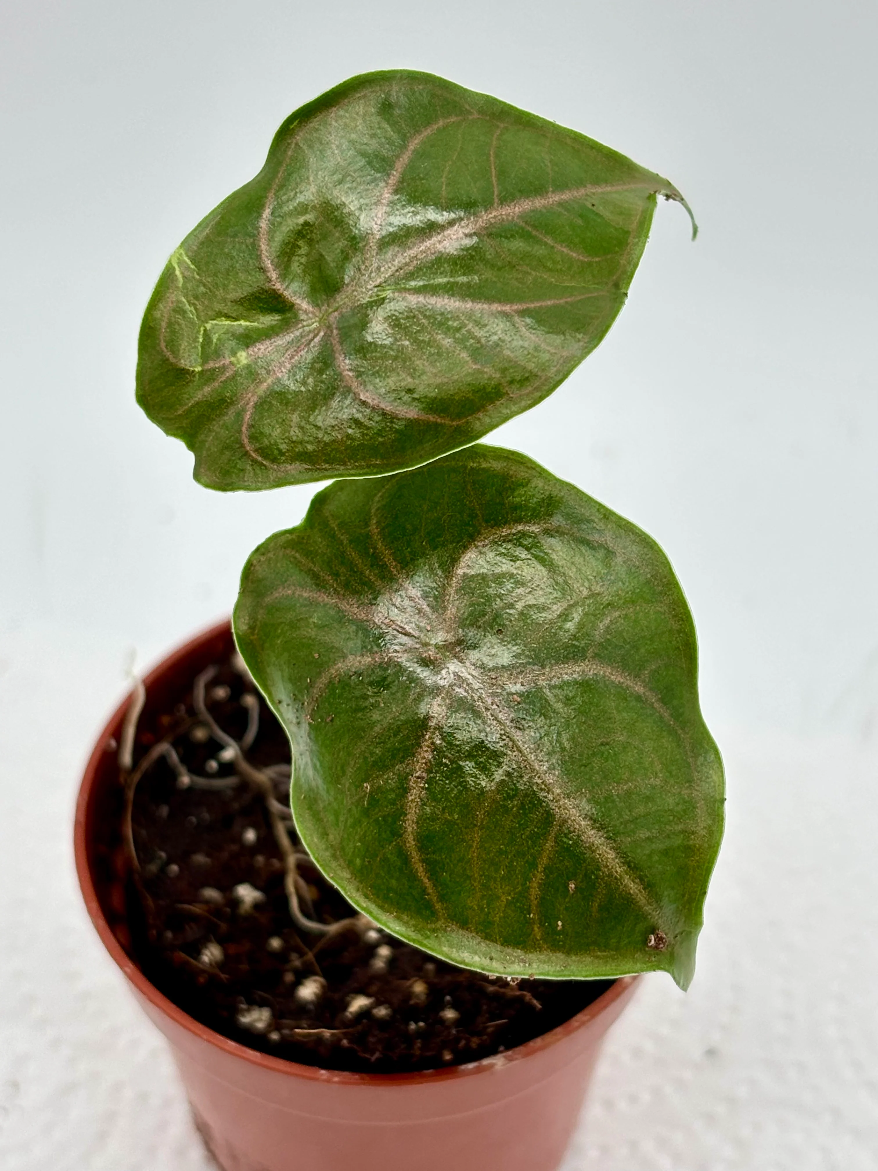 Alocasia Azlanii