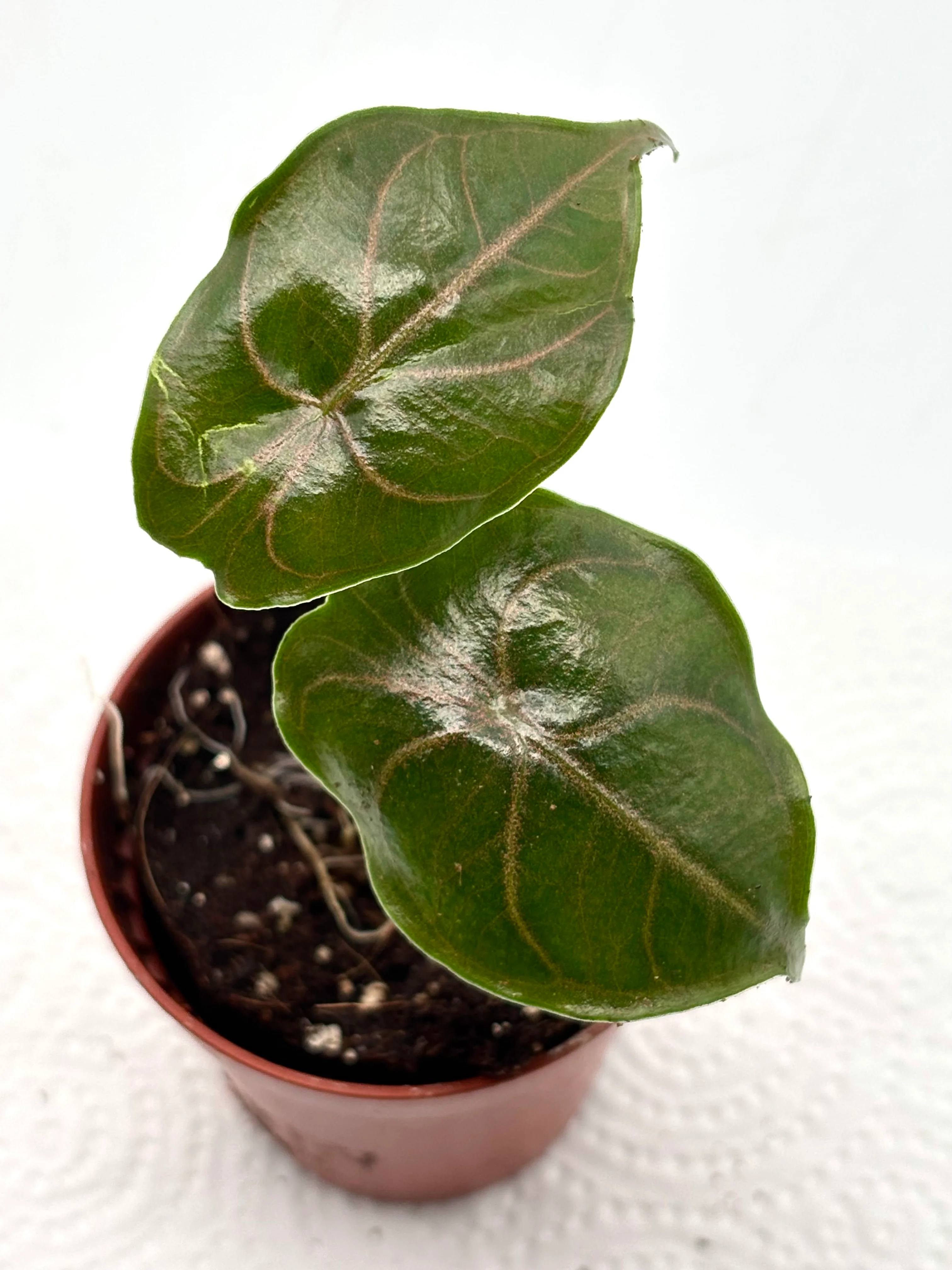 Alocasia Azlanii - Image 2