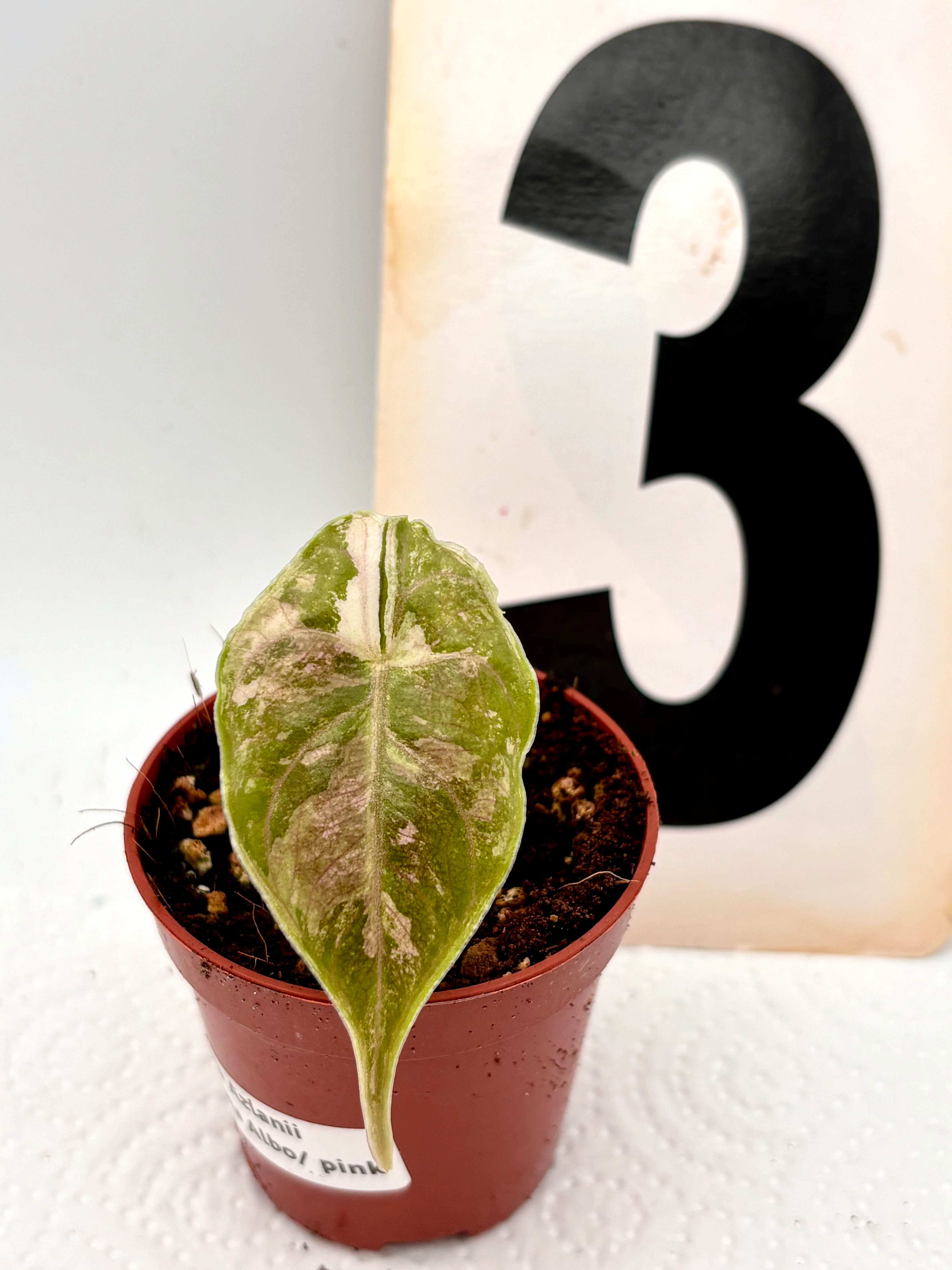 Alocasia Azlanii Variegata - Image 3