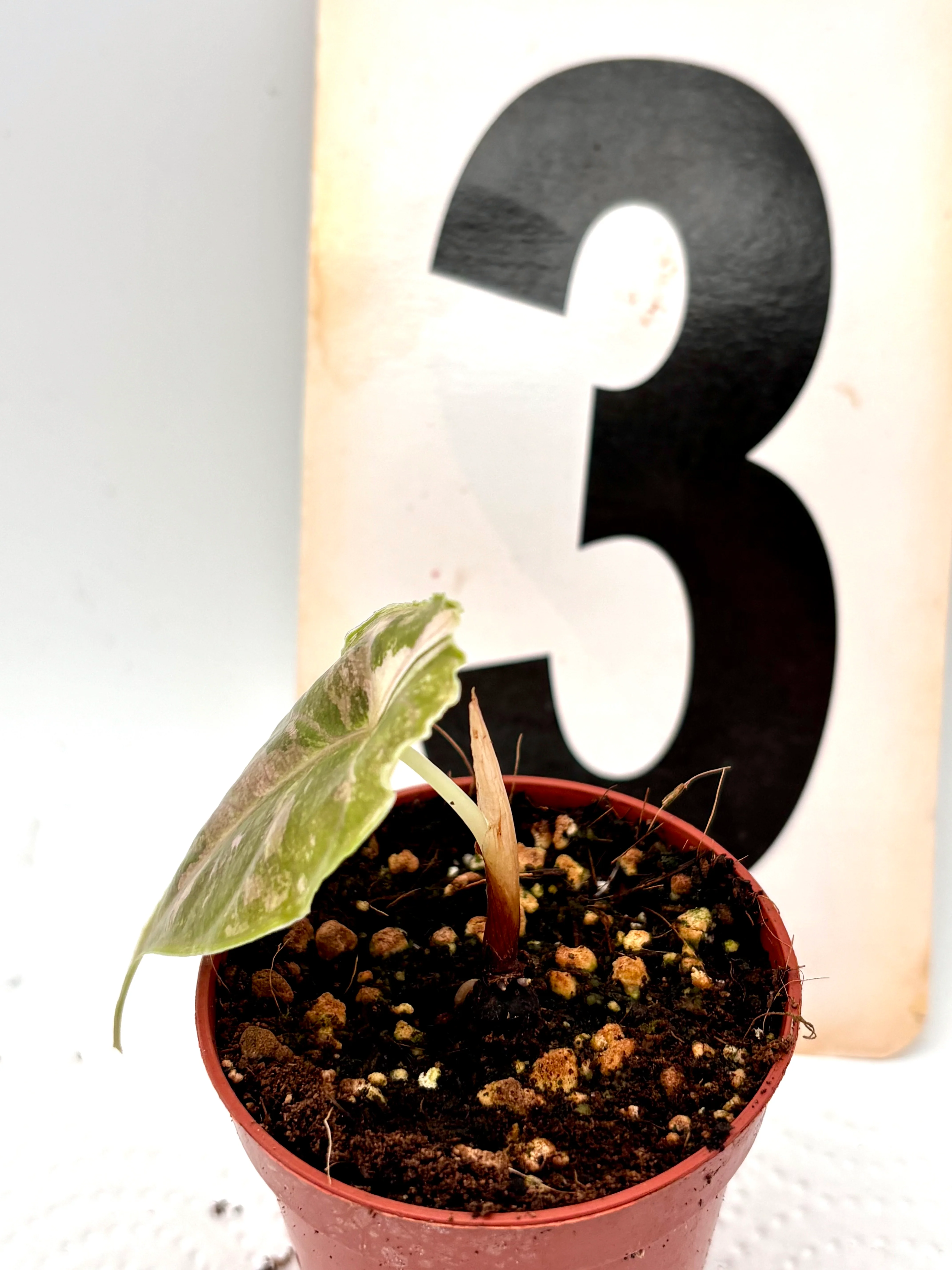 Alocasia Azlanii Variegata - Image 4