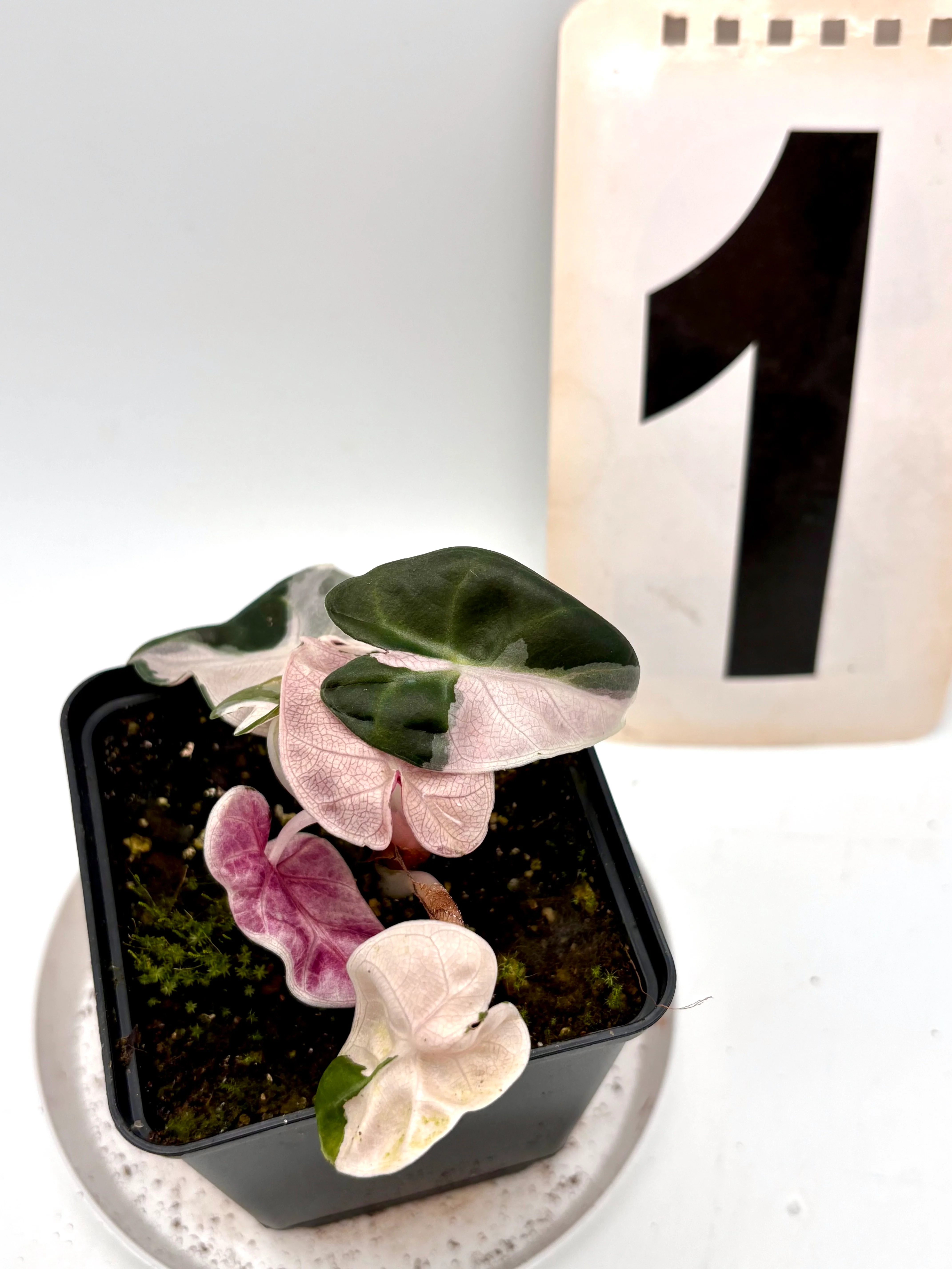 Alocasia Balloon Heart Variegata
