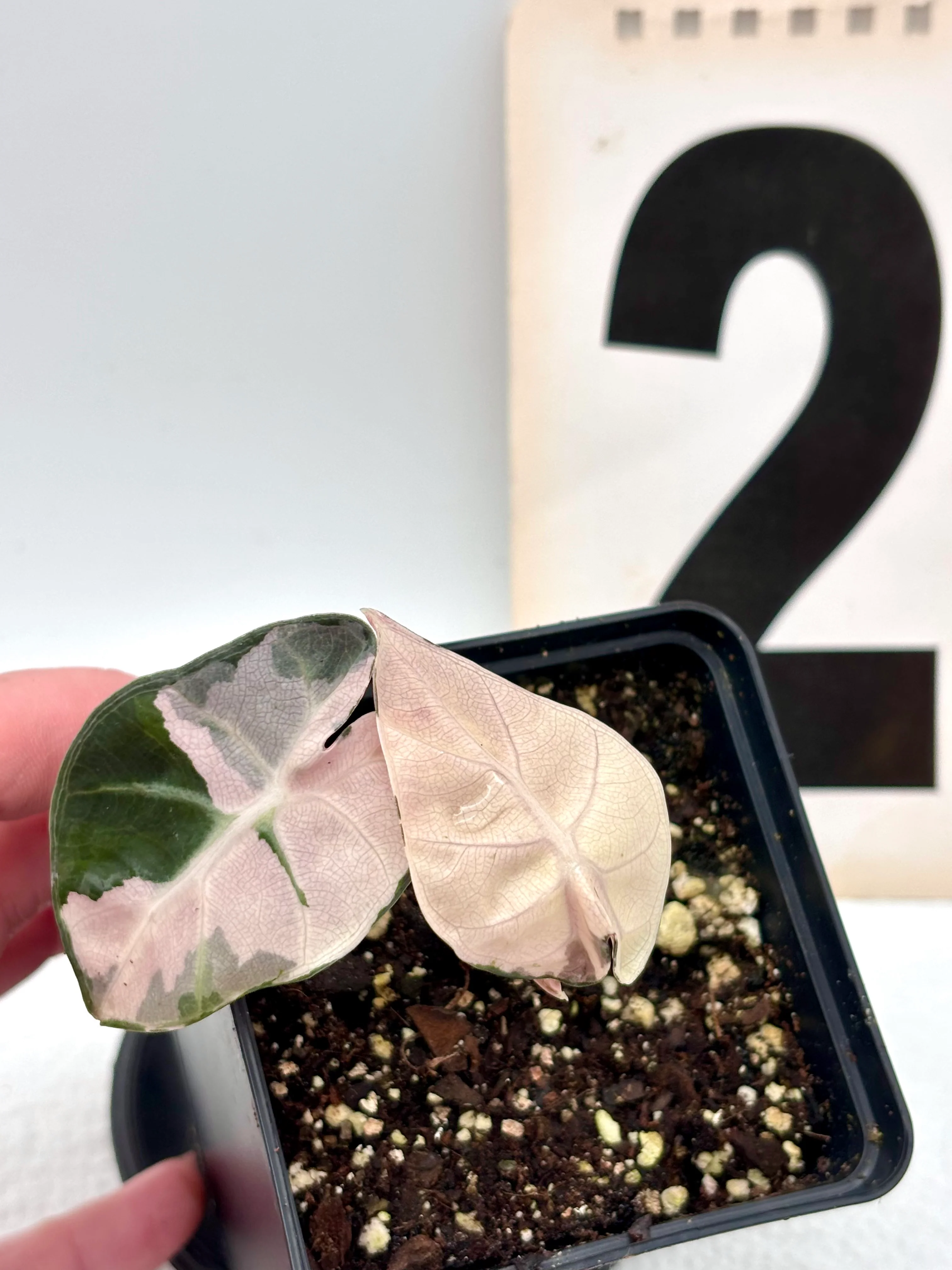 Alocasia Balloon Heart Variegata - Image 3