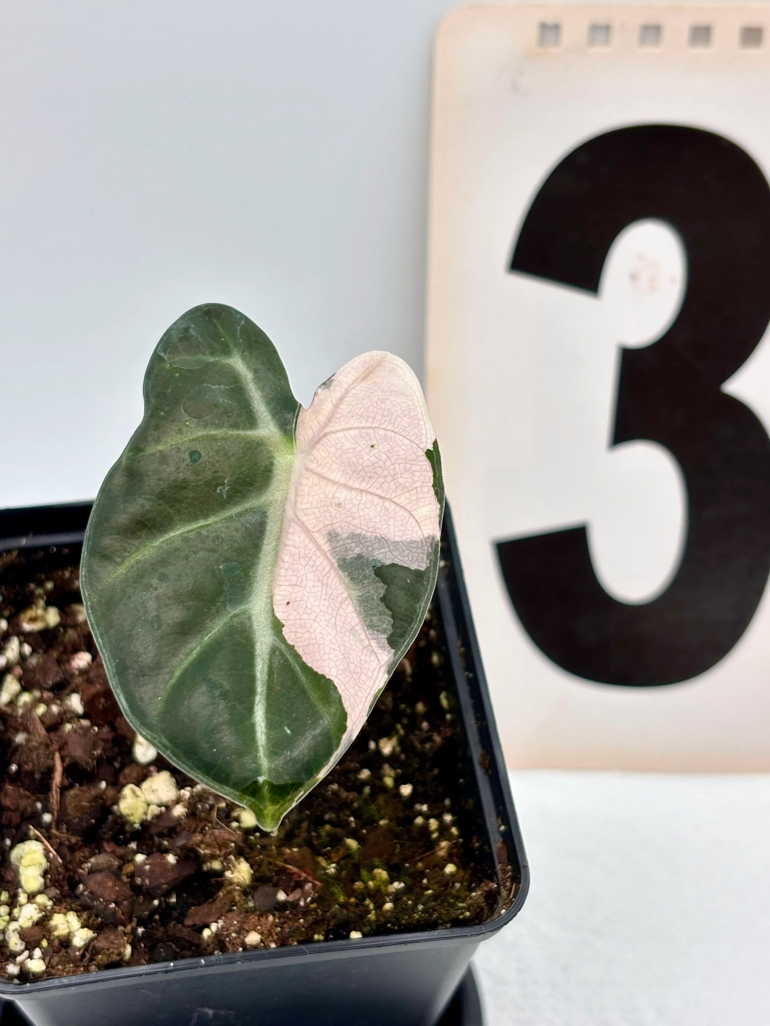 Alocasia Balloon Heart Variegata - Image 4