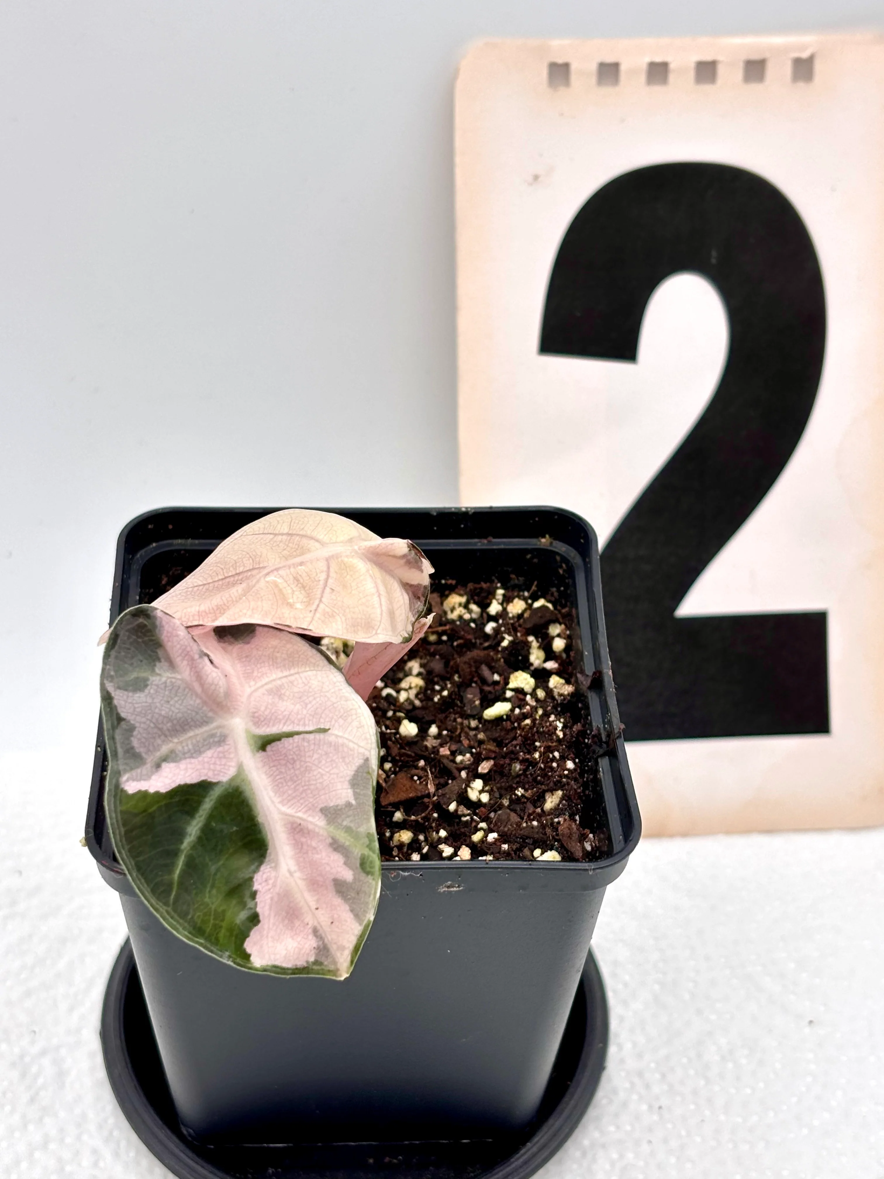 Alocasia Balloon Heart Variegata - Image 5