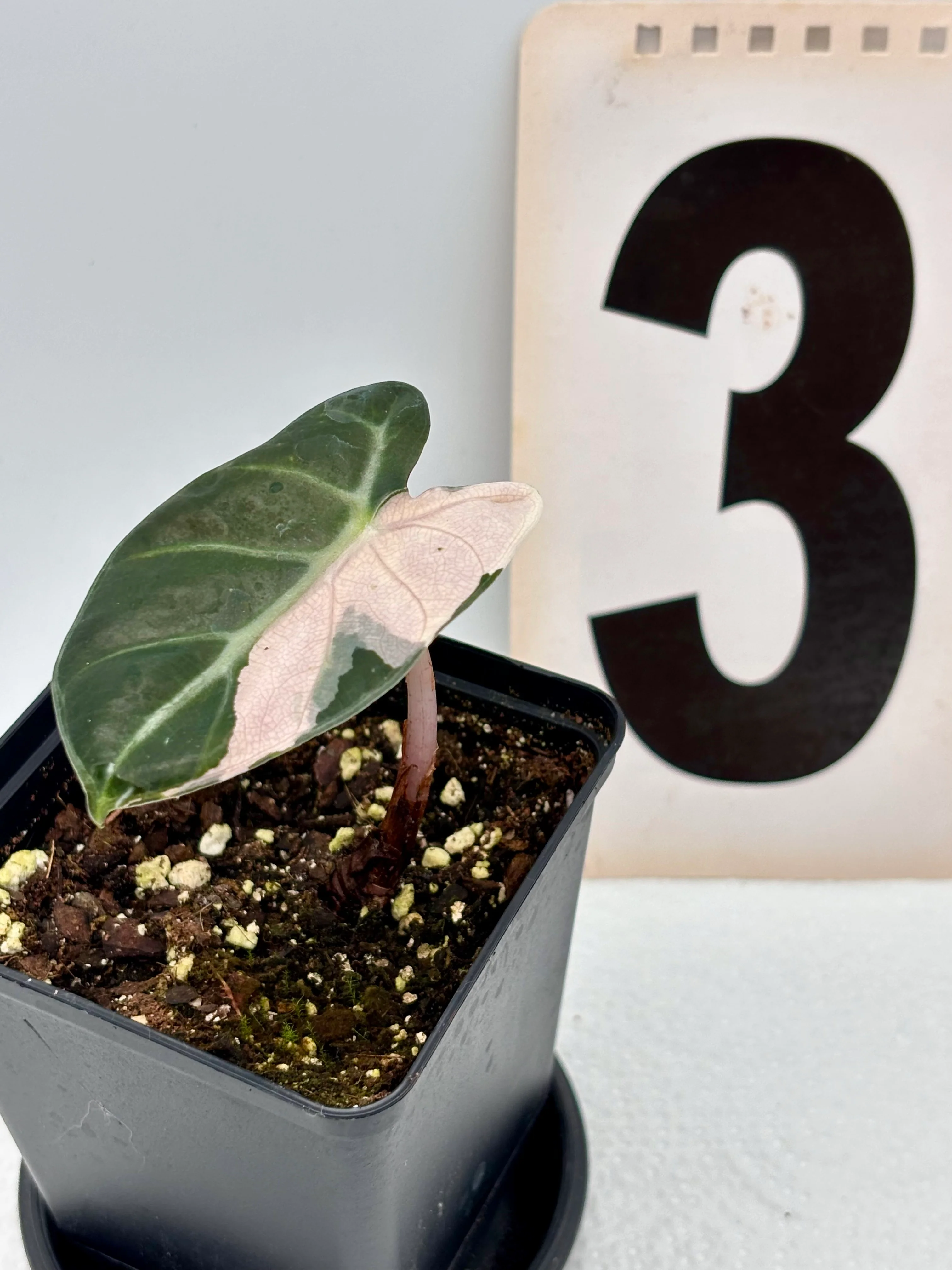 Alocasia Balloon Heart Variegata - Image 6