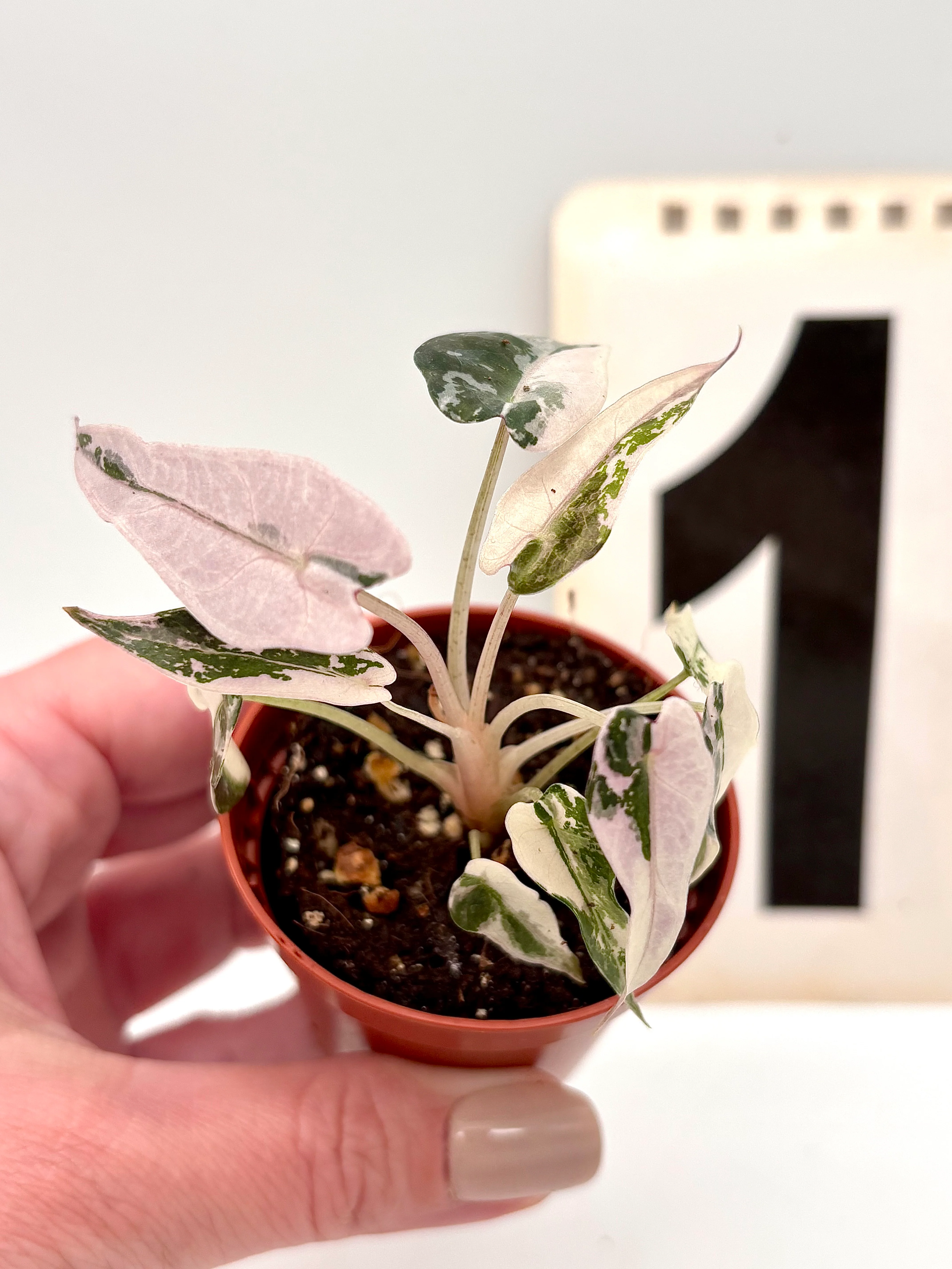 Alocasia Bambino Variegata