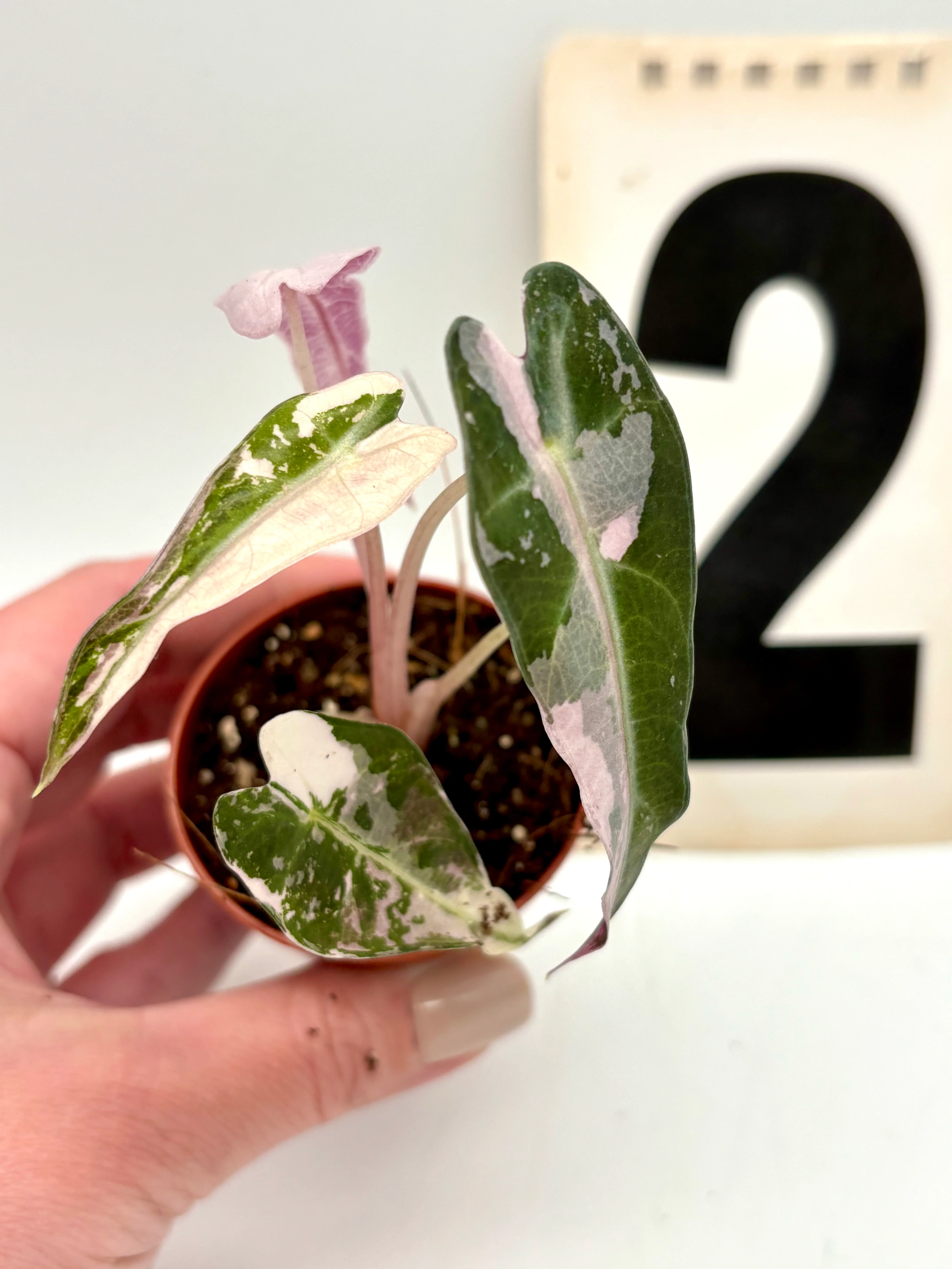 Alocasia Bambino Variegata - Image 2
