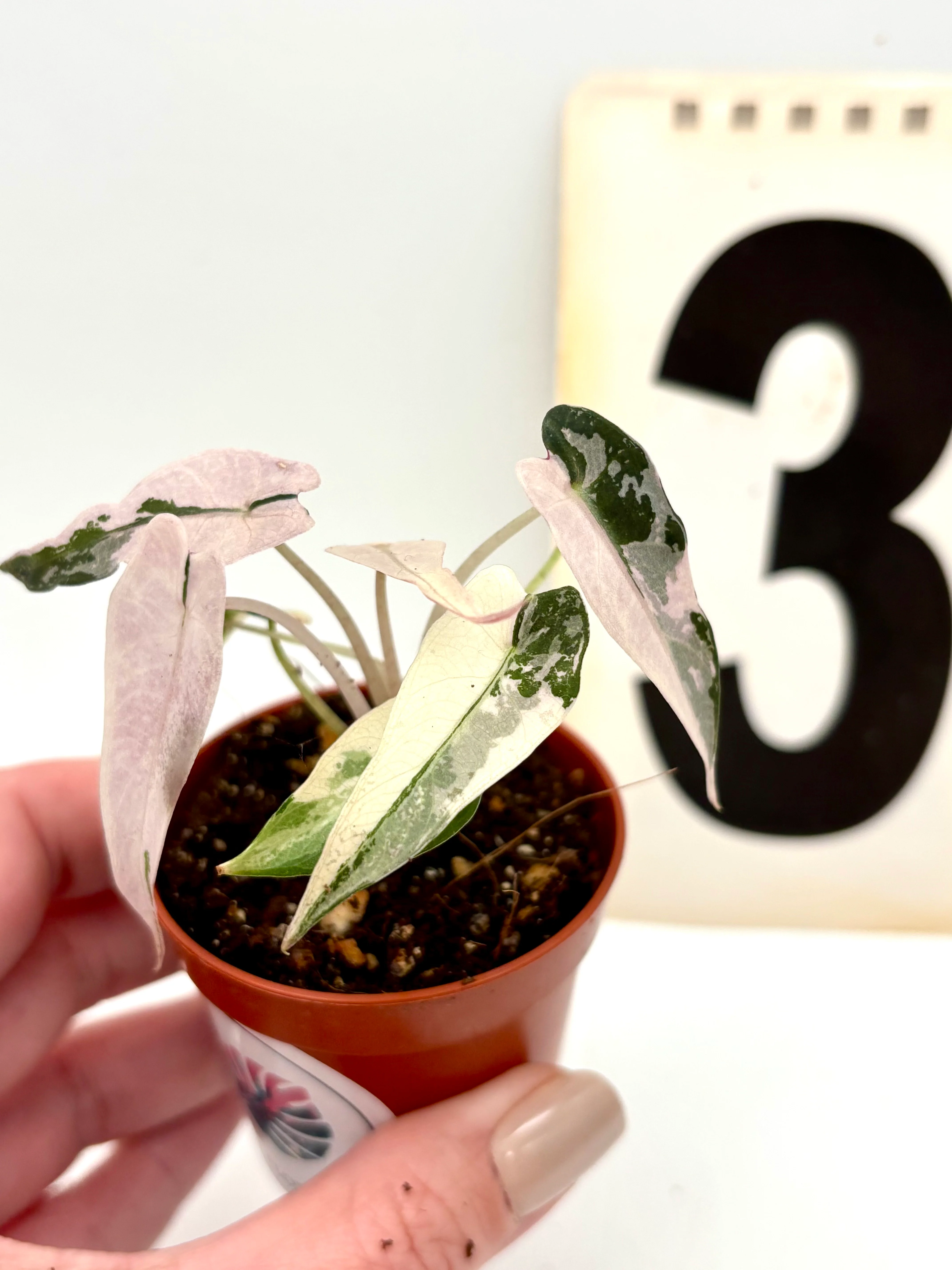 Alocasia Bambino Variegata - Image 3
