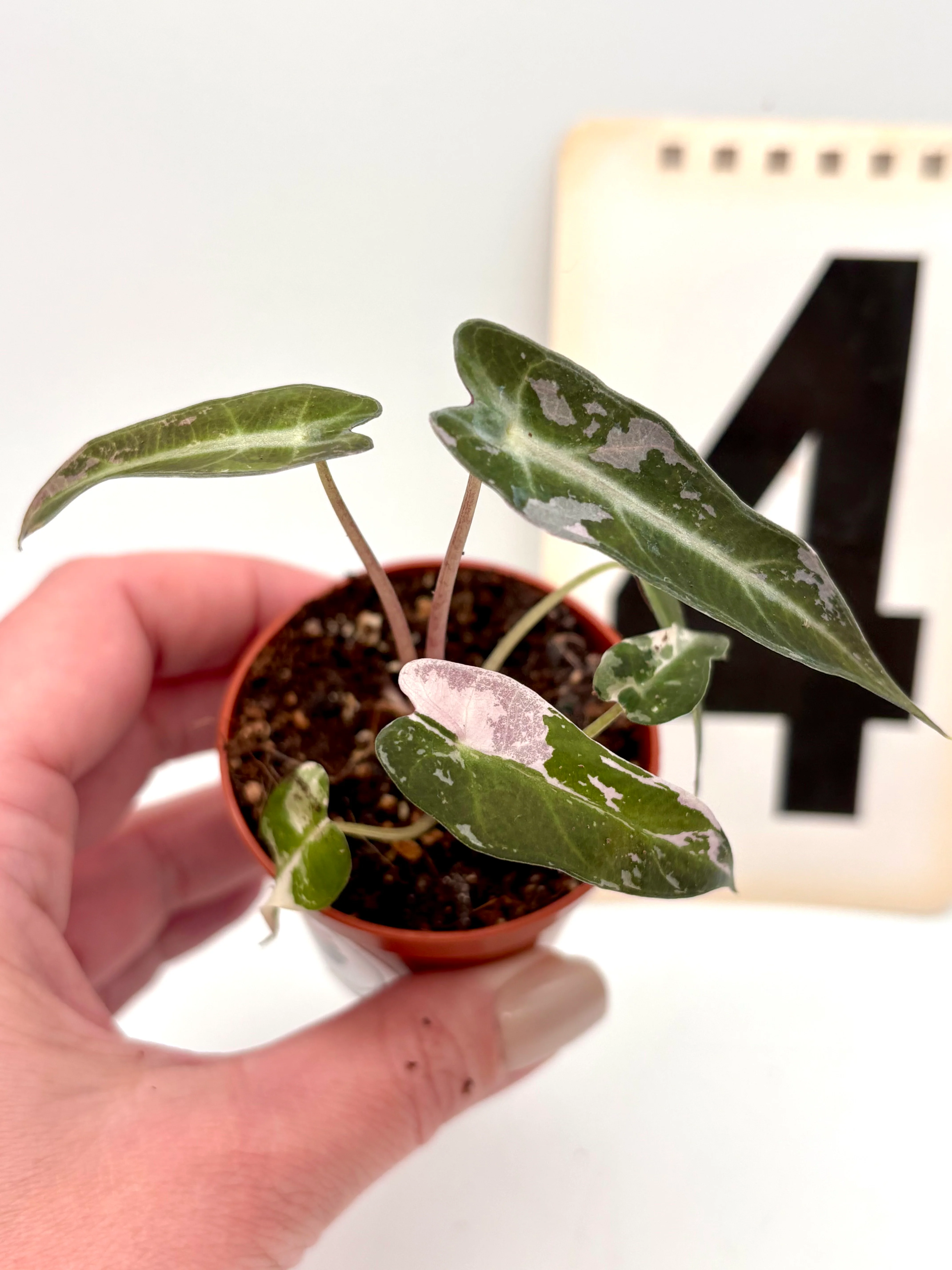 Alocasia Bambino Variegata - Image 4