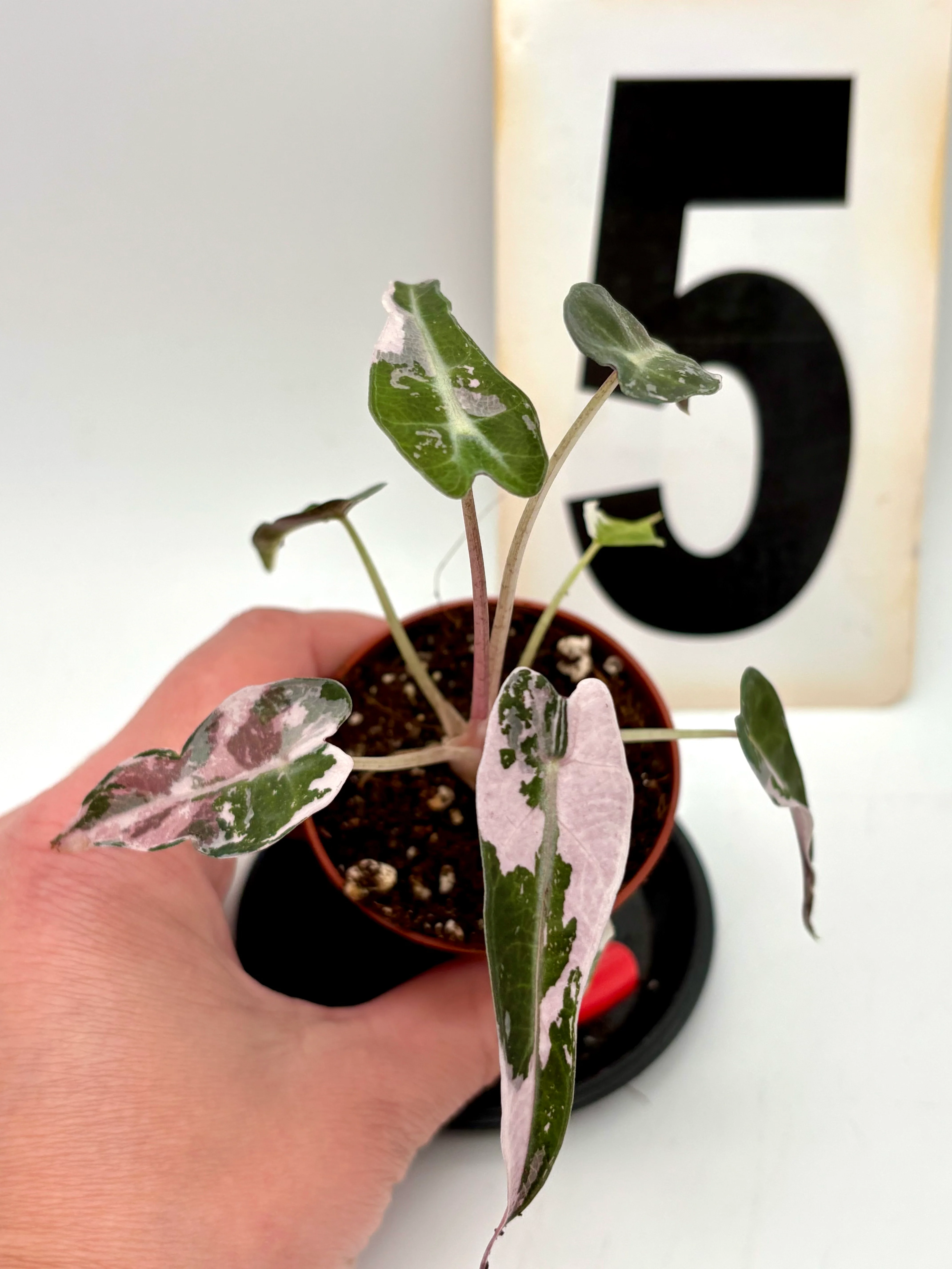 Alocasia Bambino Variegata - Image 5