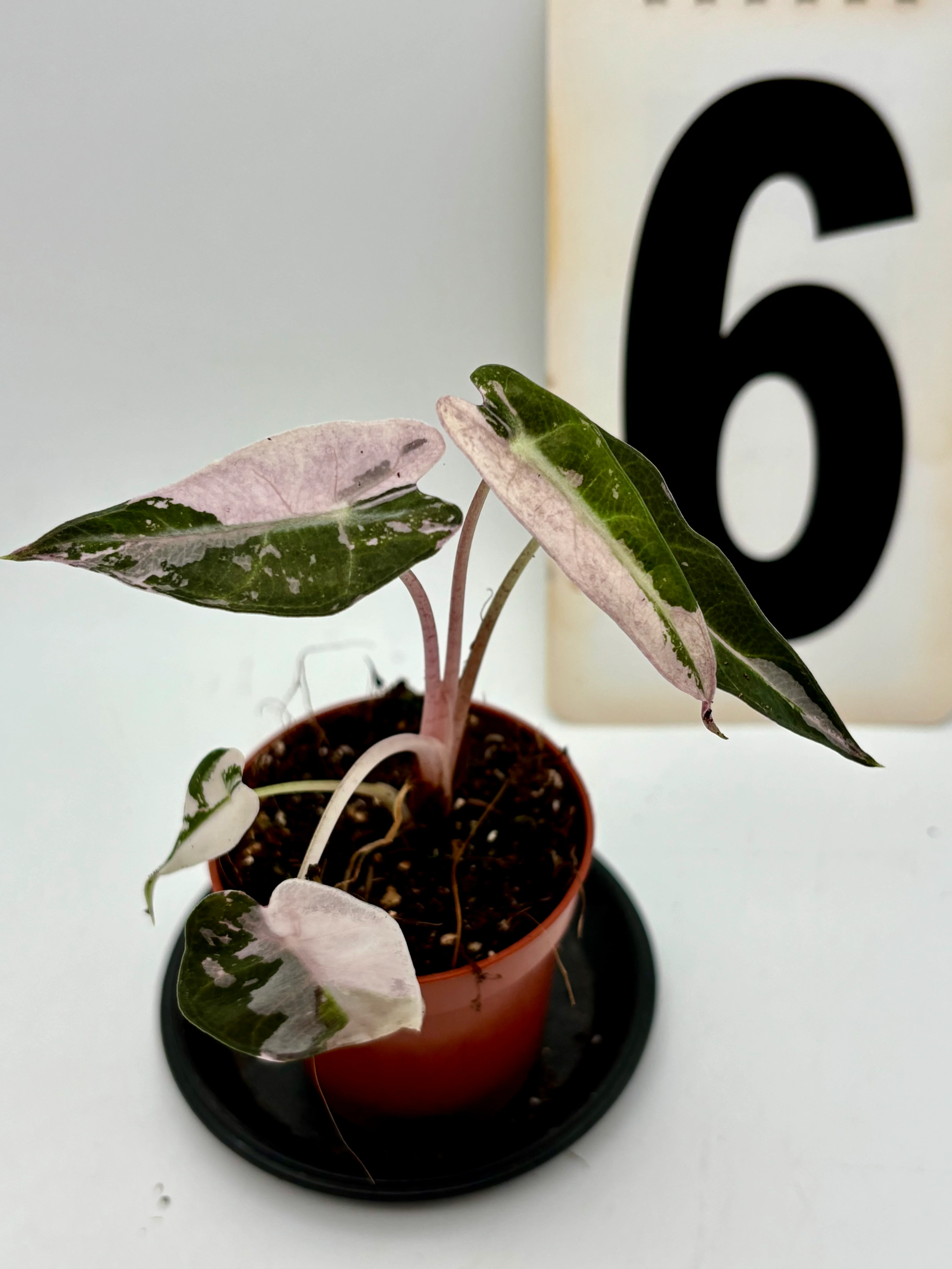 Alocasia Bambino Variegata - Image 6