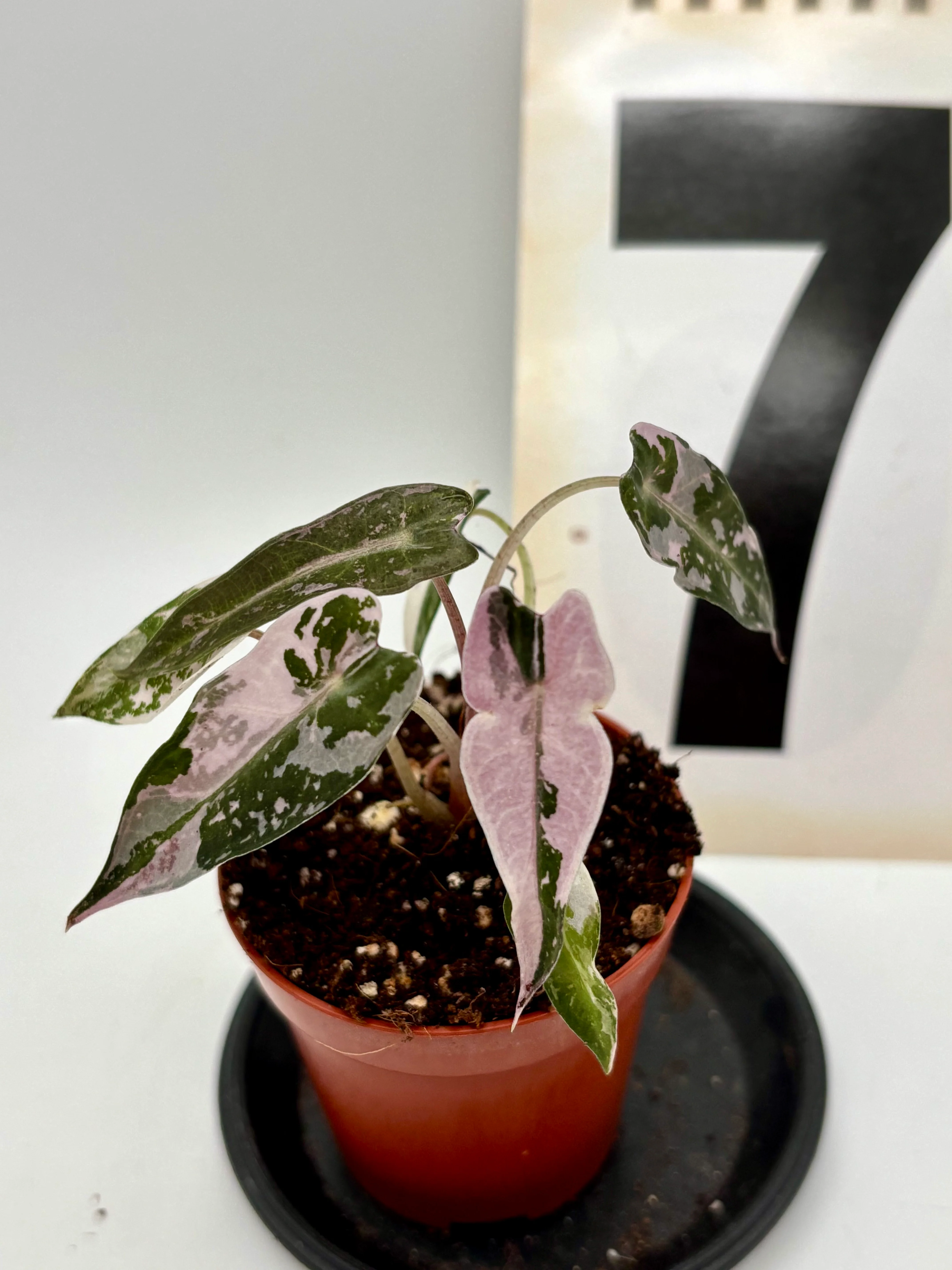 Alocasia Bambino Variegata - Image 7