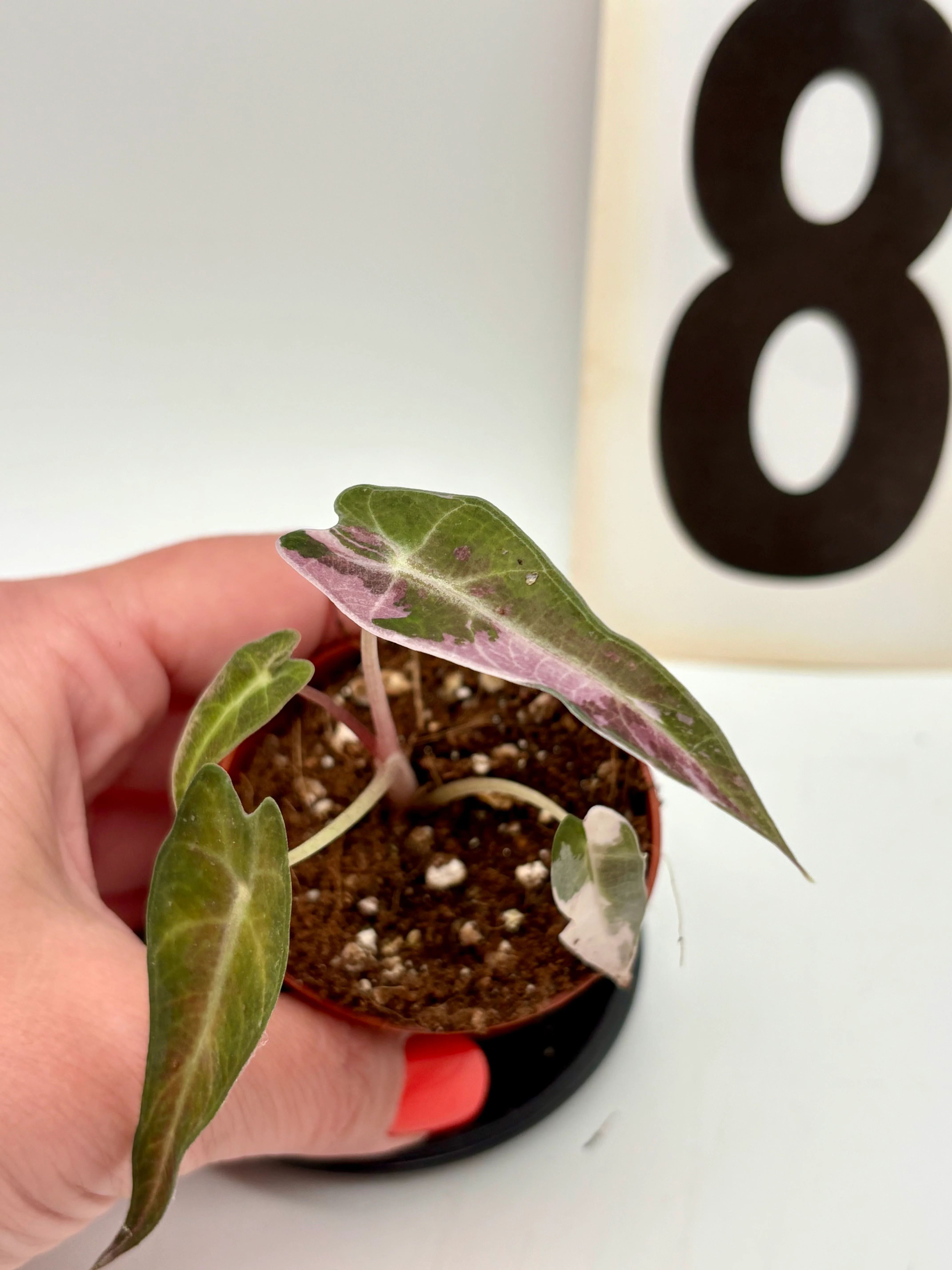 Alocasia Bambino Variegata - Image 8