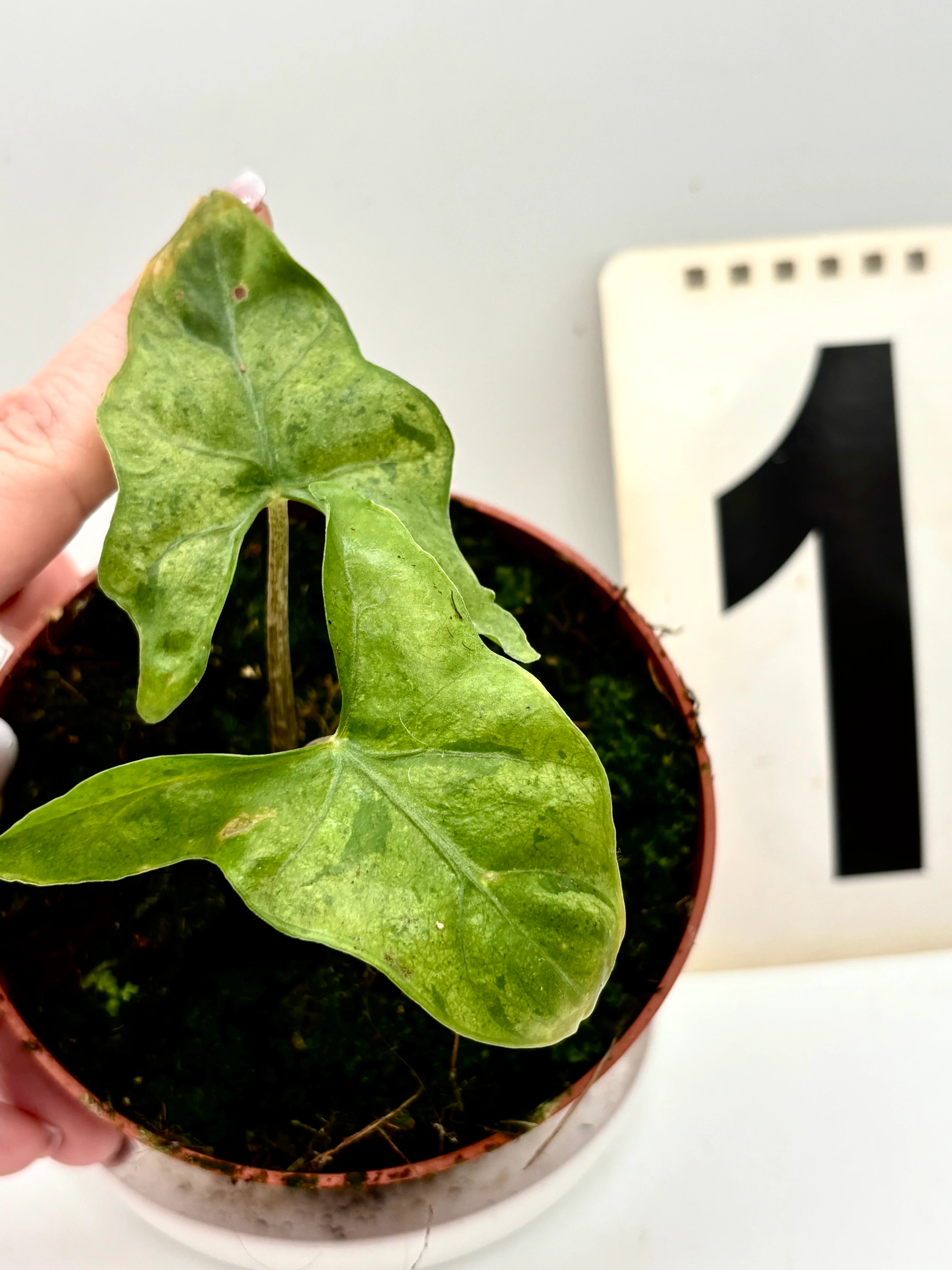 Alocasia Batwing Variegata