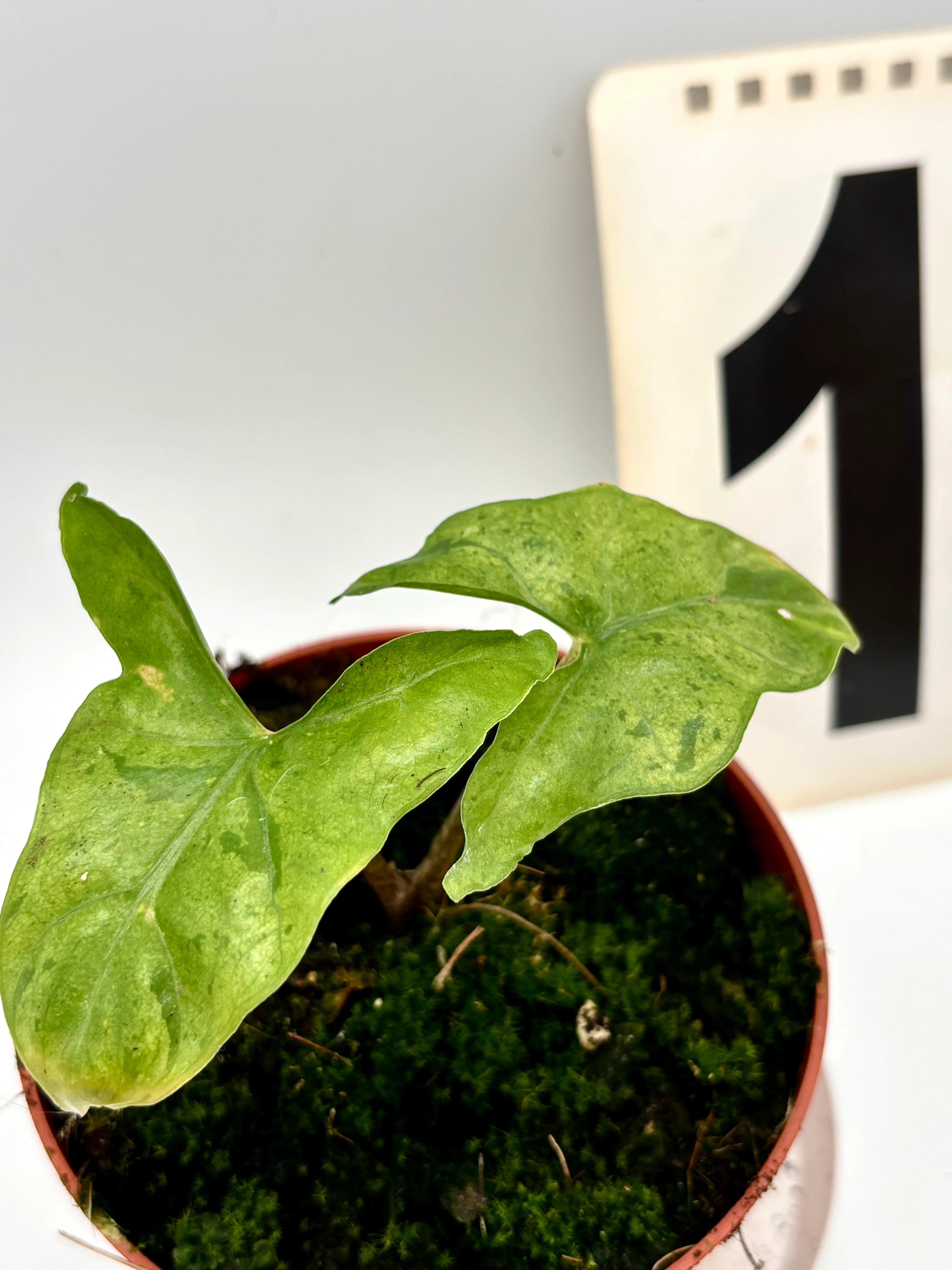 Alocasia Batwing Variegata - Image 2