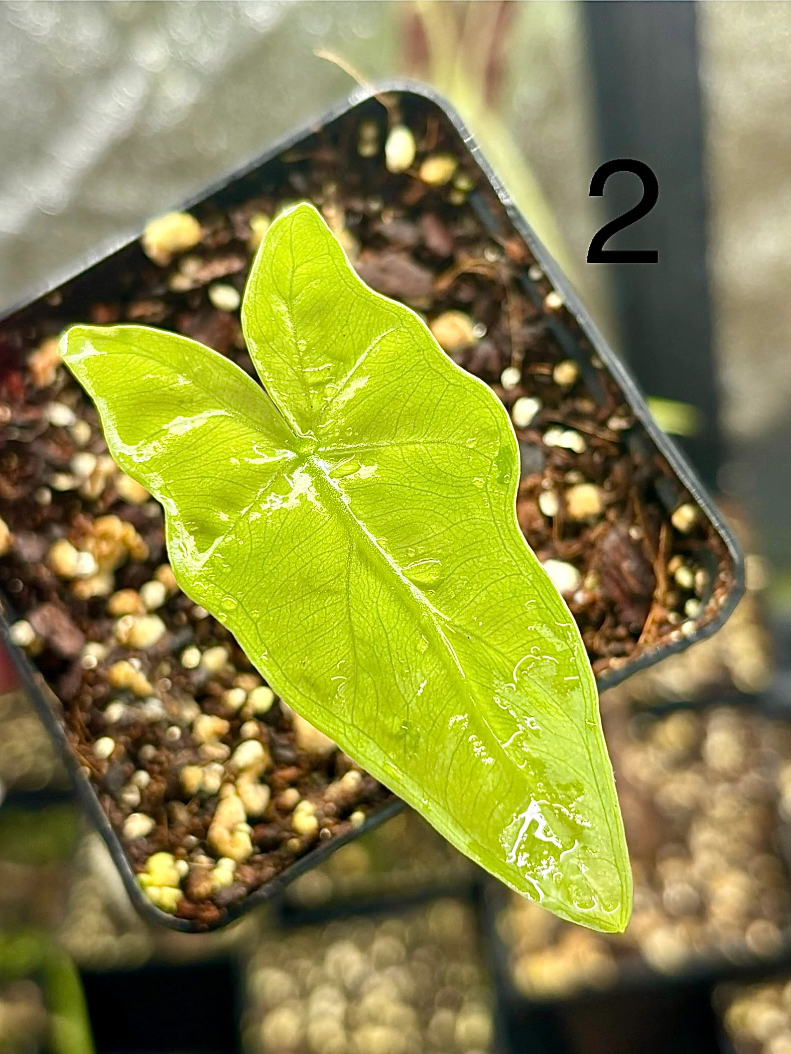 Alocasia Batwing Variegata - Image 3