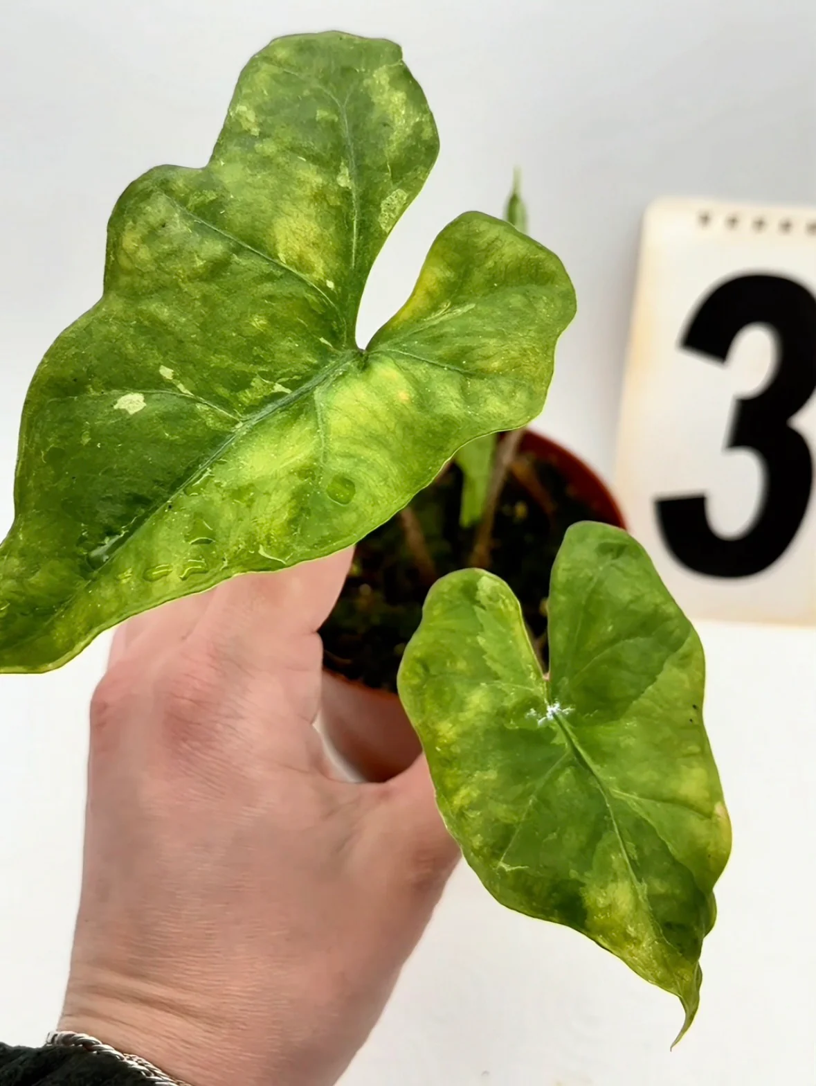 Alocasia Batwing Variegata - Image 4