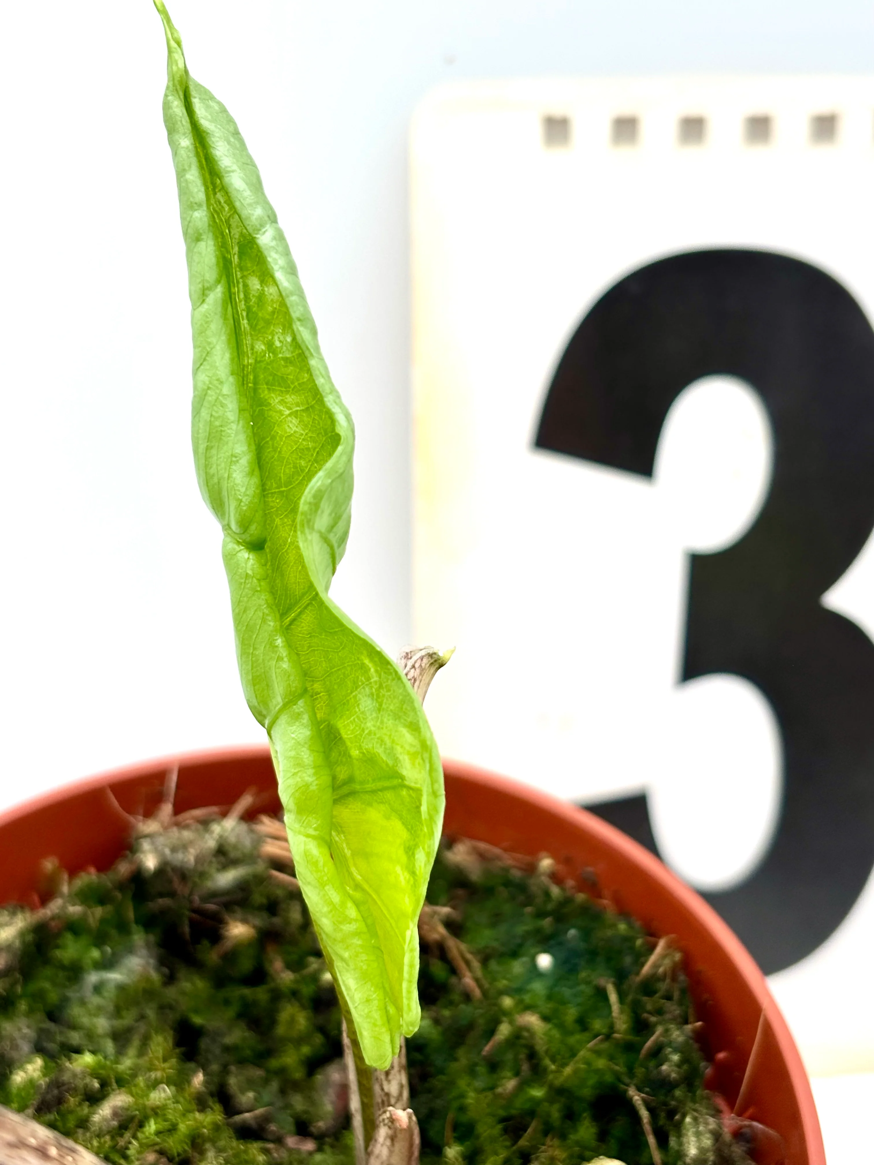 Alocasia Batwing Variegata - Image 5