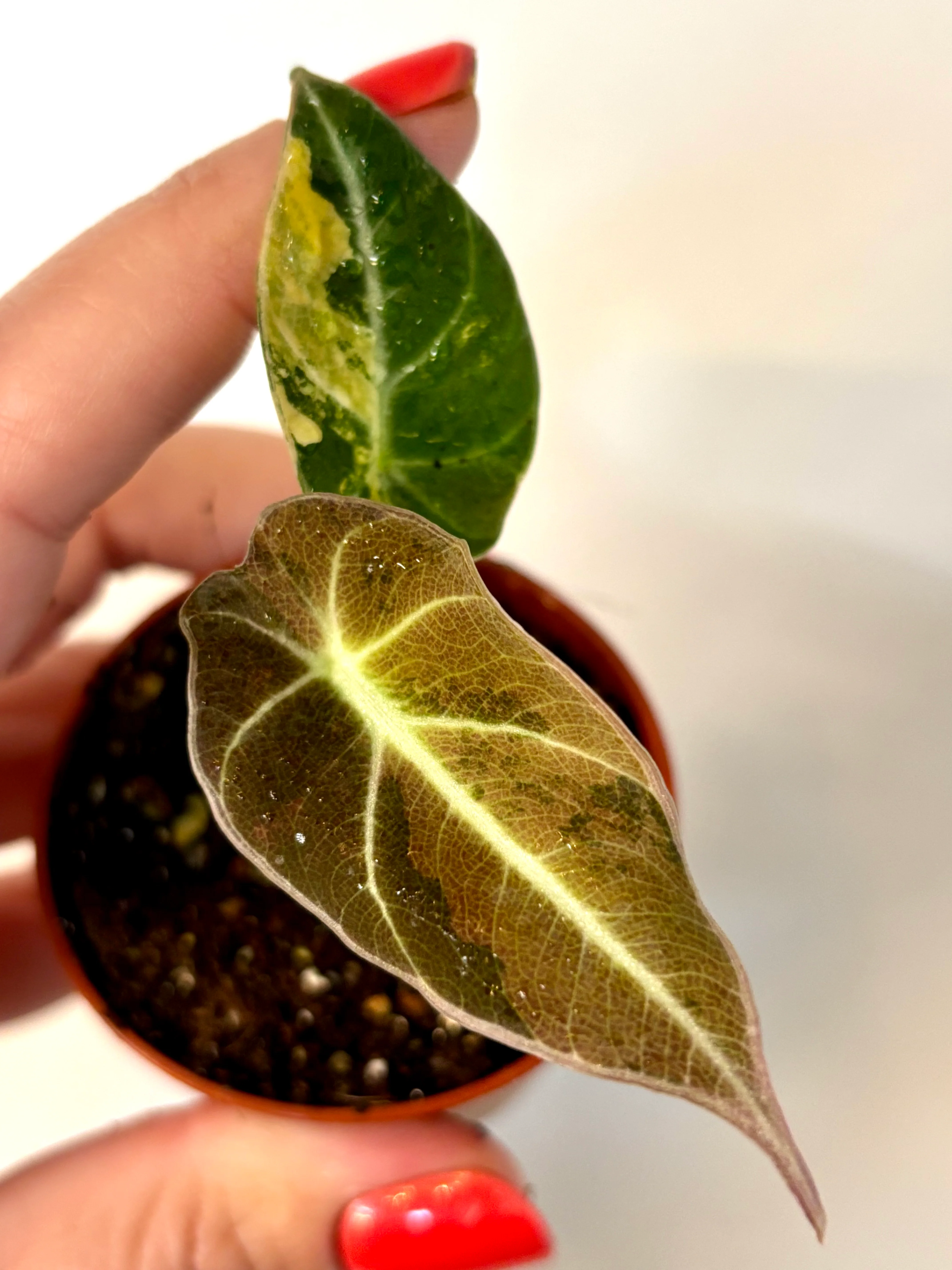 Alocasia Black Velvet Aurea Variegata