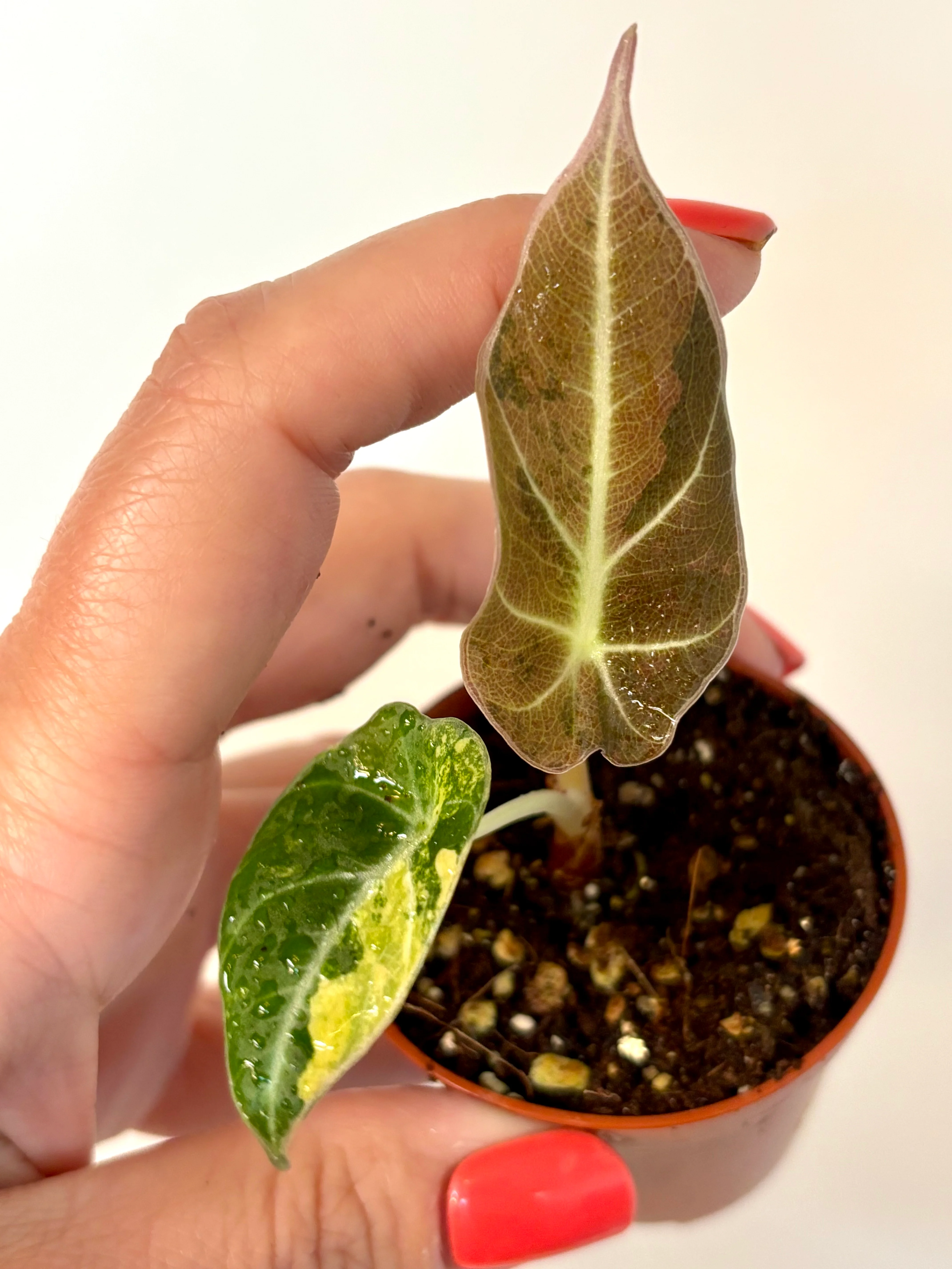 Alocasia Black Velvet Aurea Variegata - Image 2