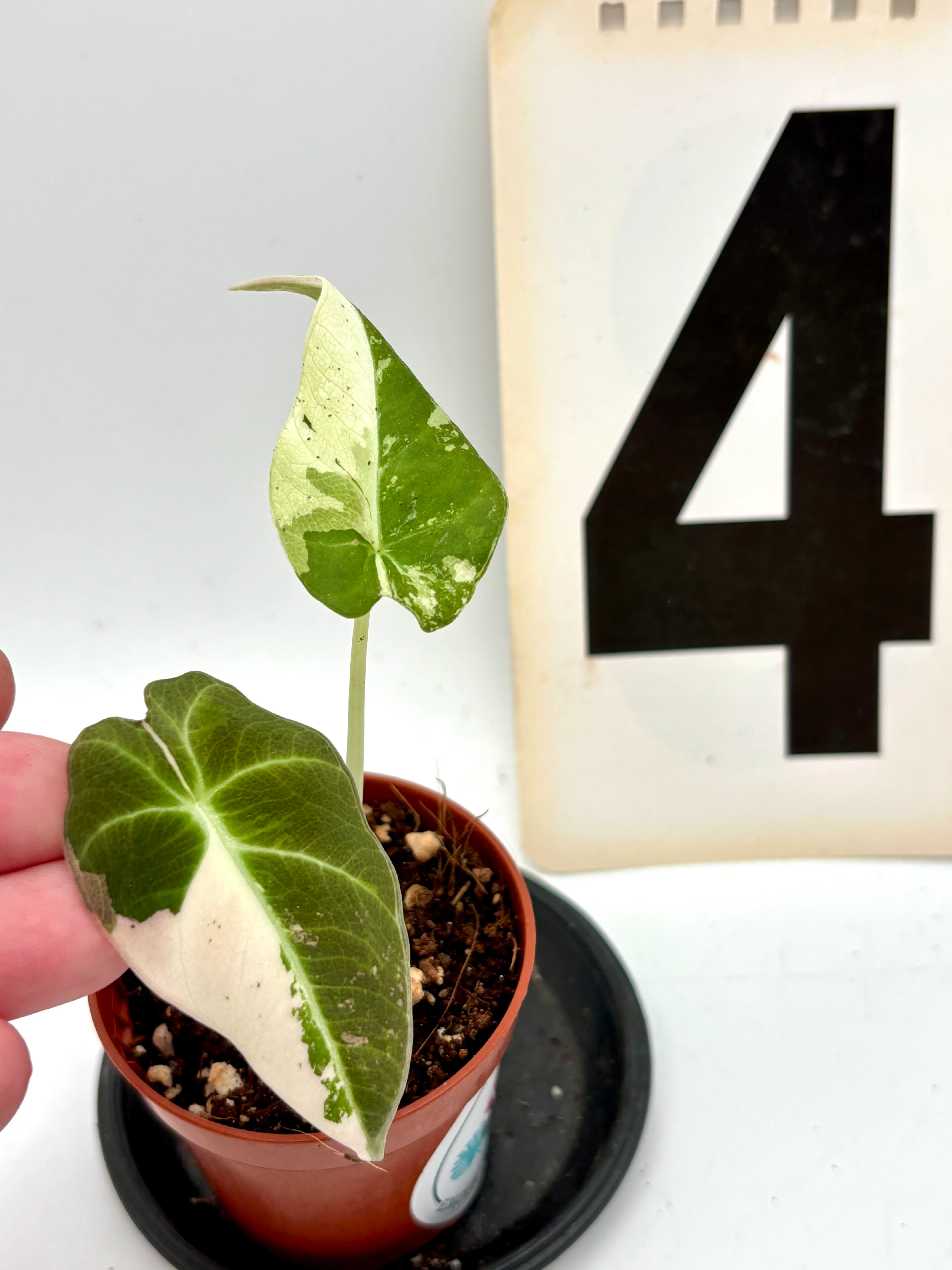 Alocasia Black Velvet Variegata