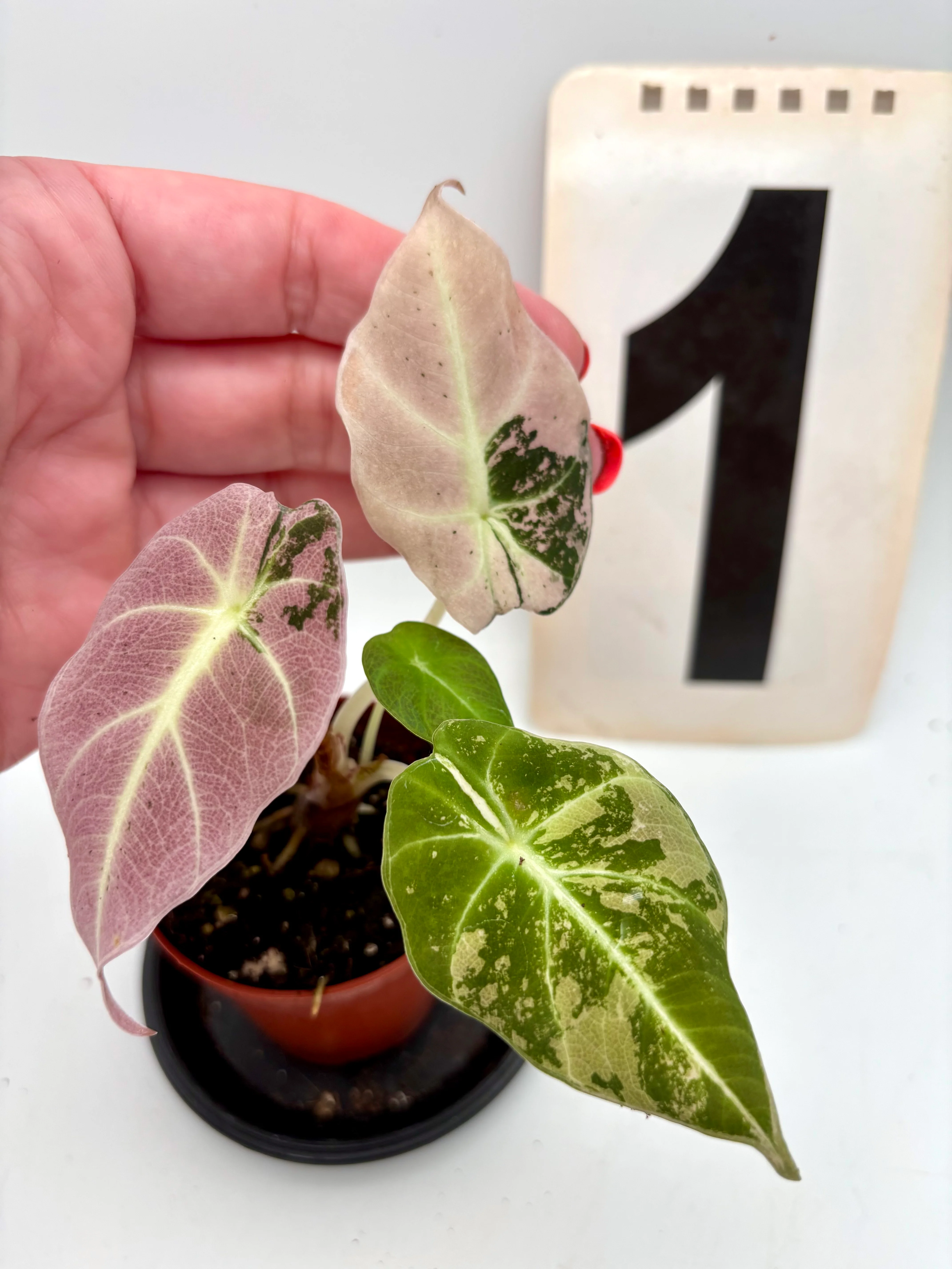 Alocasia Black Velvet Variegata - Image 2