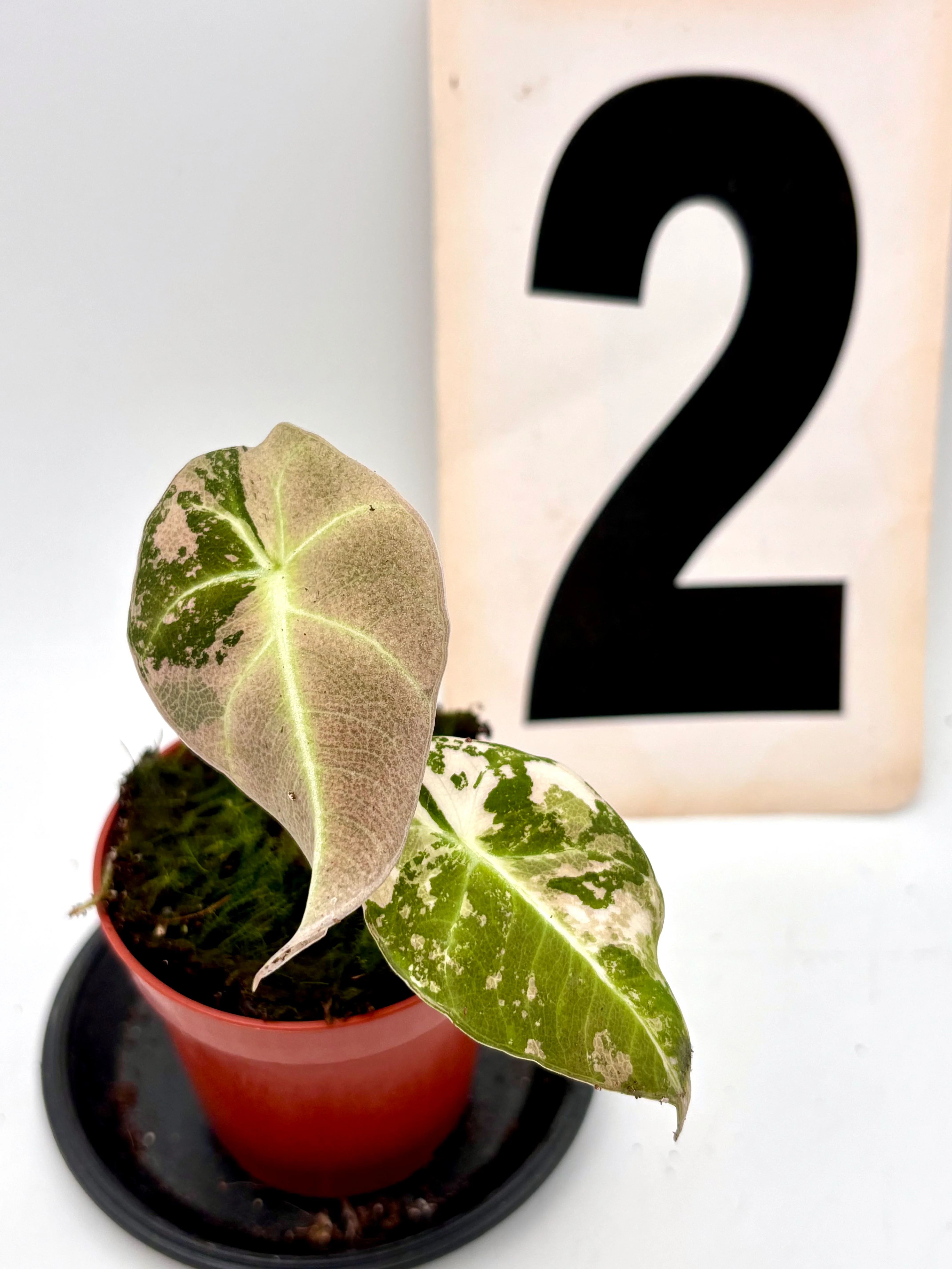Alocasia Black Velvet Variegata - Image 3