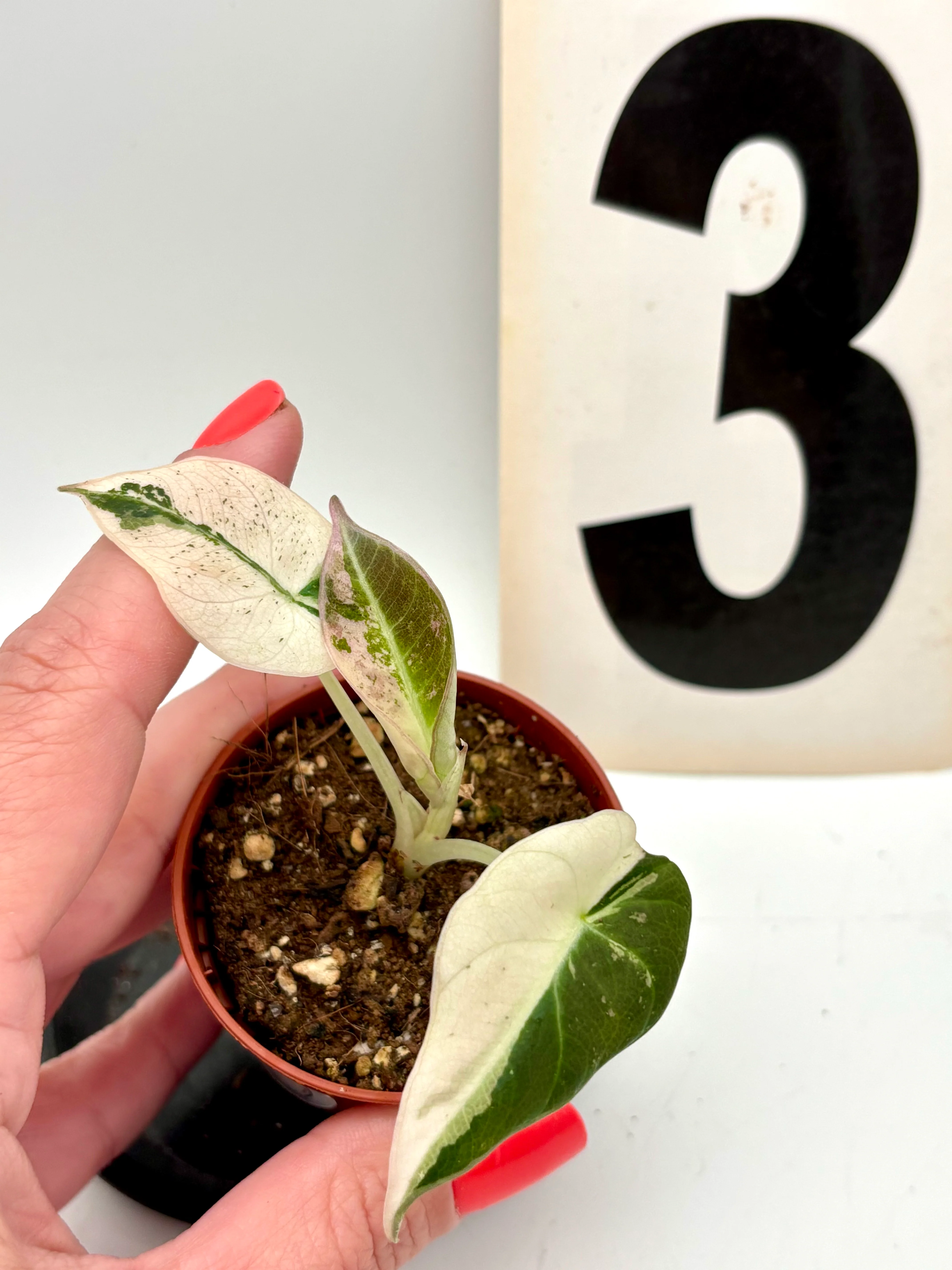 Alocasia Black Velvet Variegata - Image 4