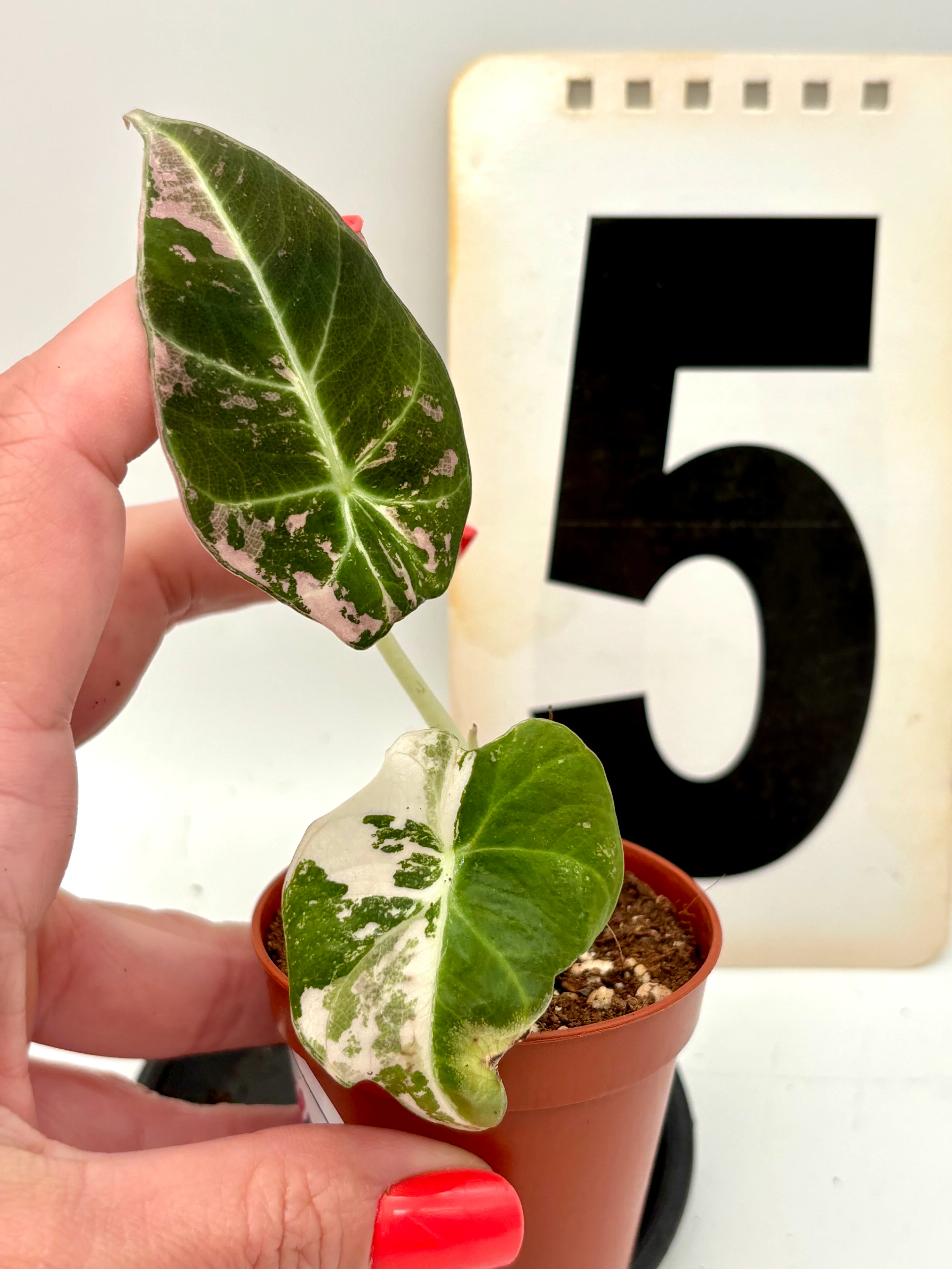Alocasia Black Velvet Variegata - Image 5