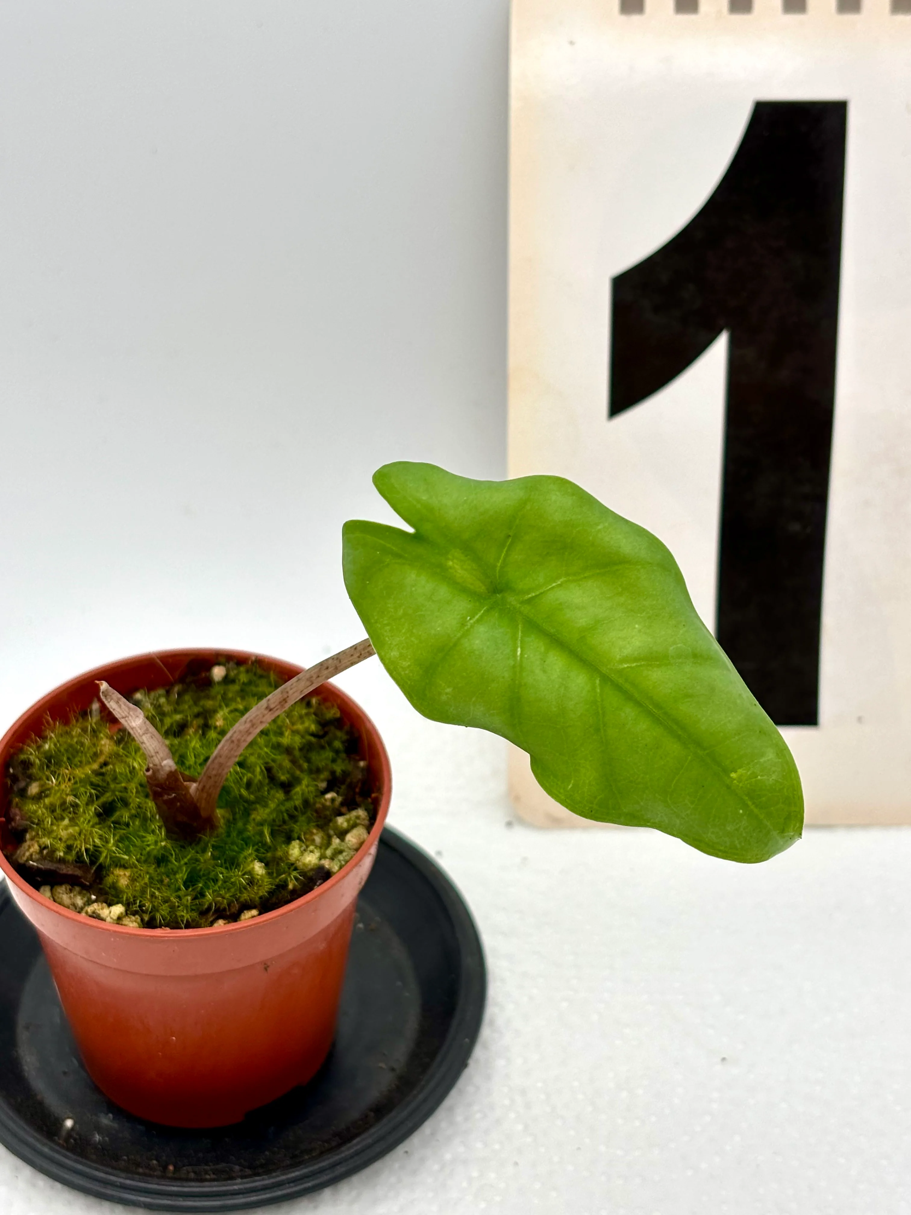 Alocasia Boyceana
