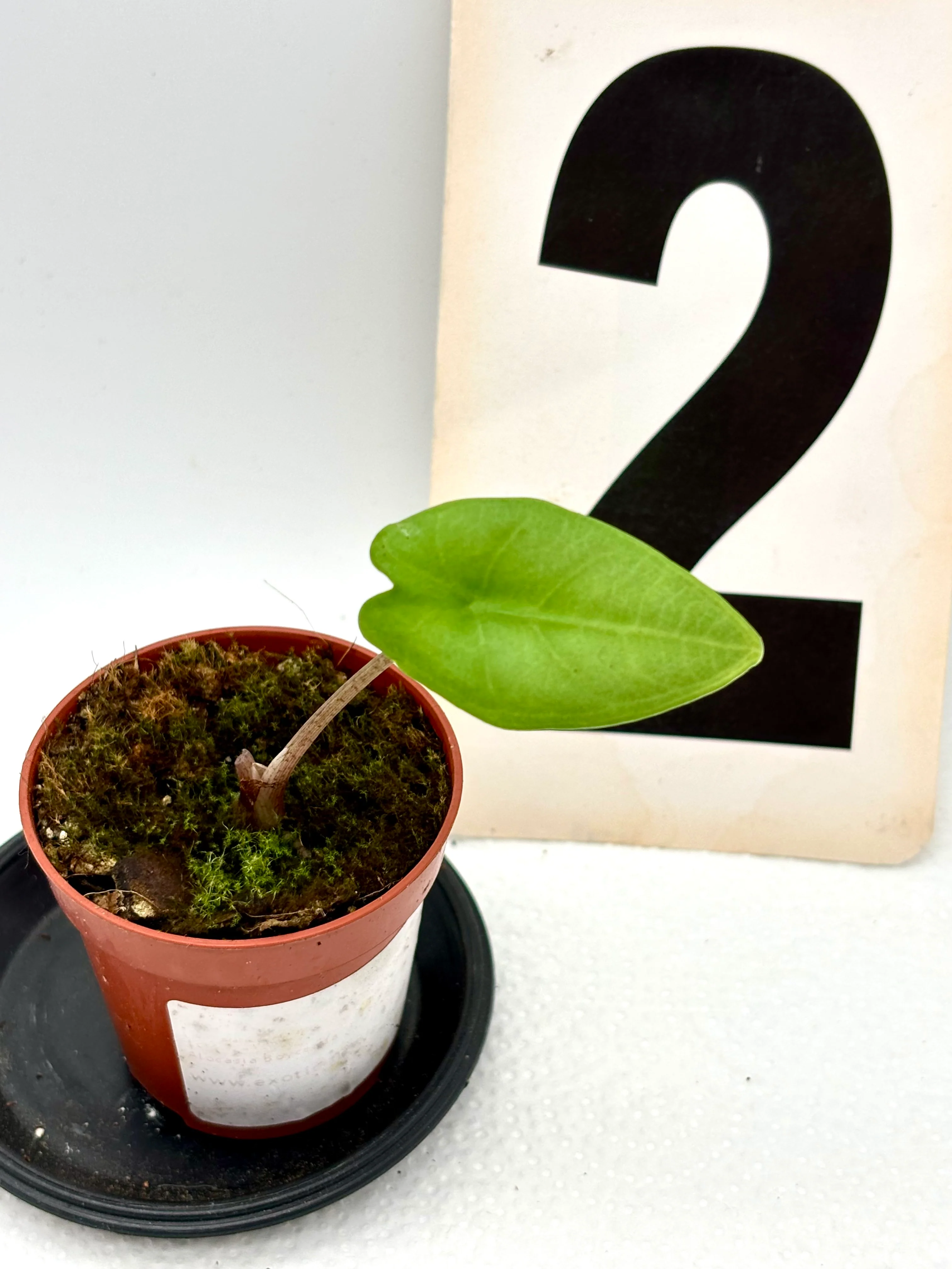 Alocasia Boyceana - Image 2