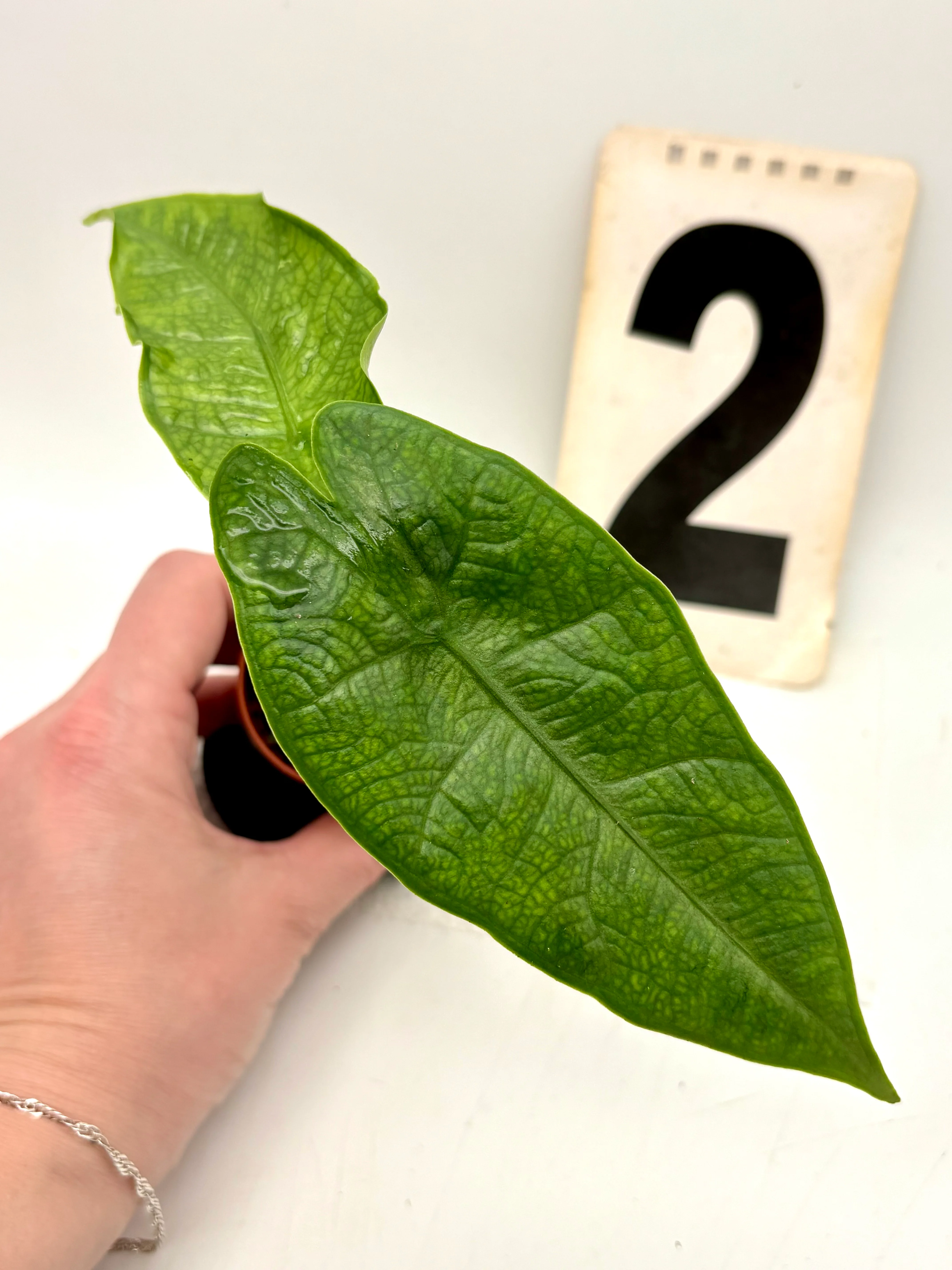 Alocasia Carpet sp Sulawesi