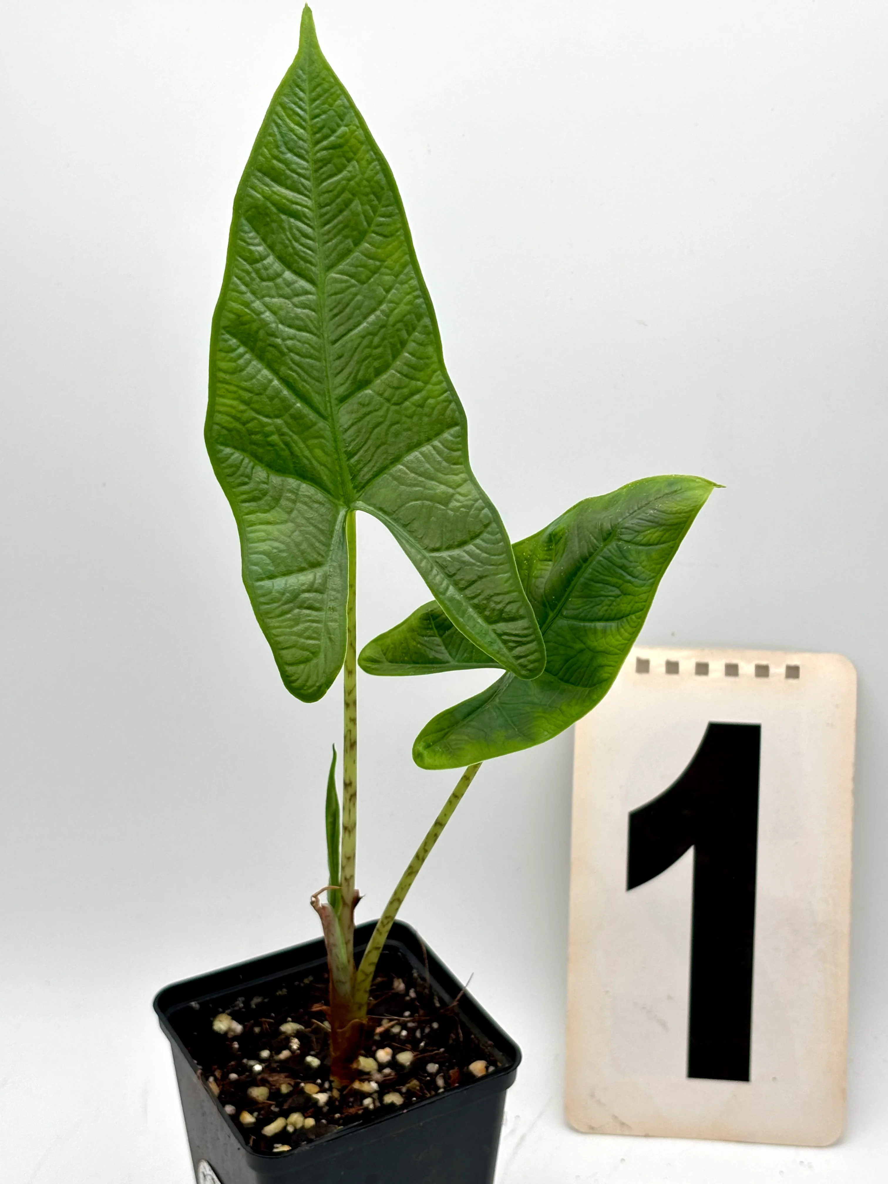 Alocasia Carpet sp Sulawesi - Image 2