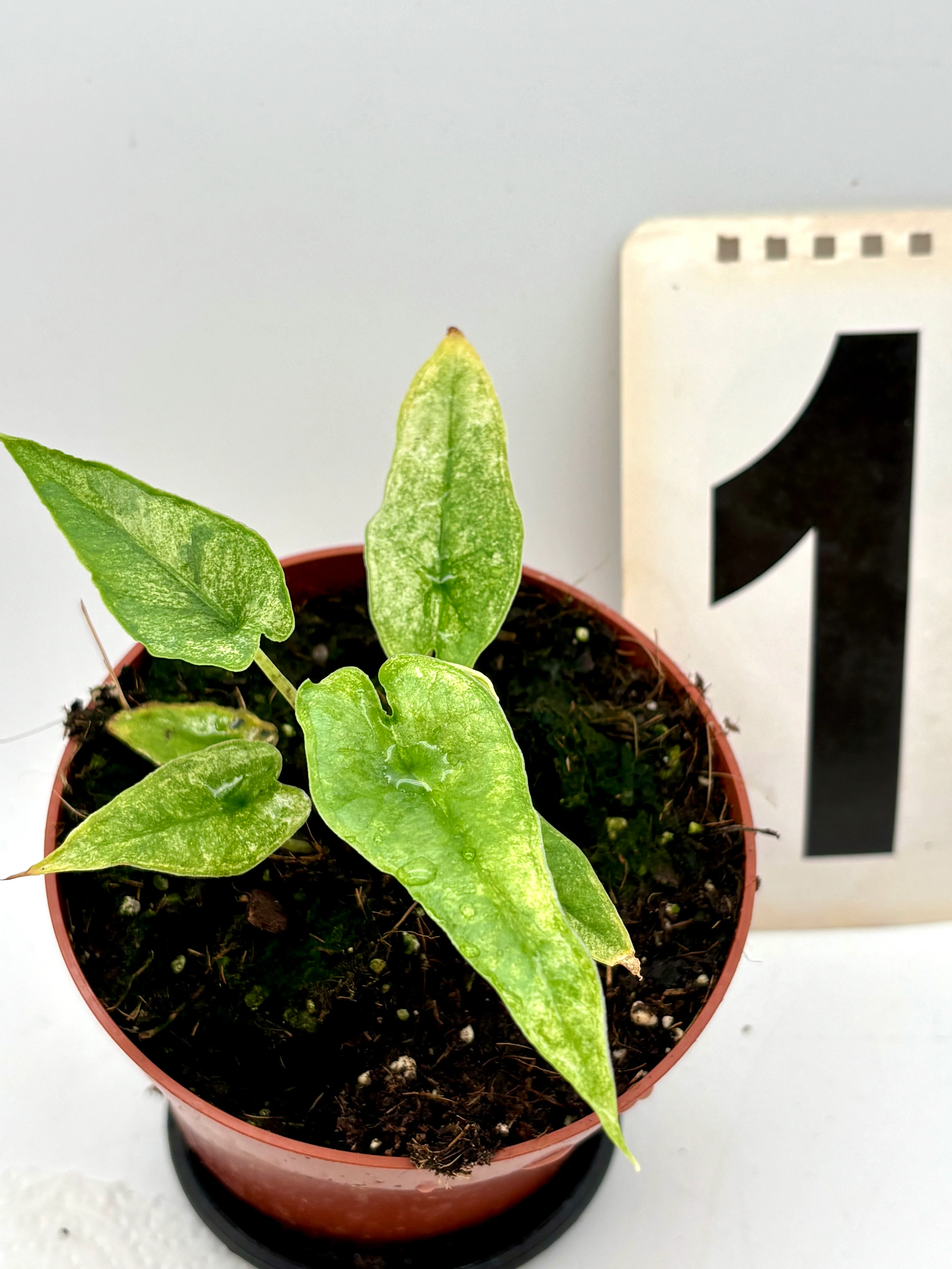 Alocasia Carpet sp Sulawesi Variegata
