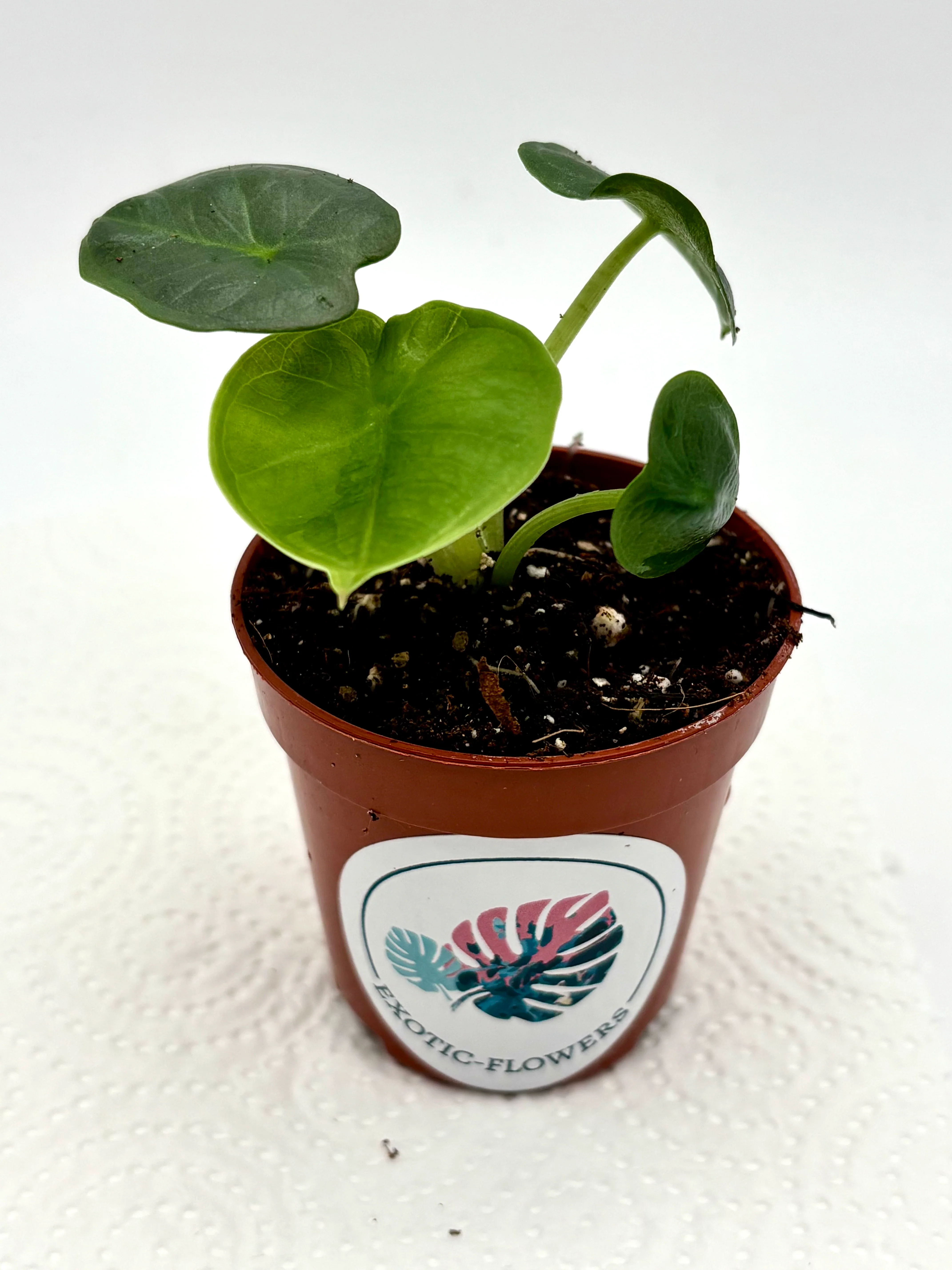 Alocasia Chaii - Image 2