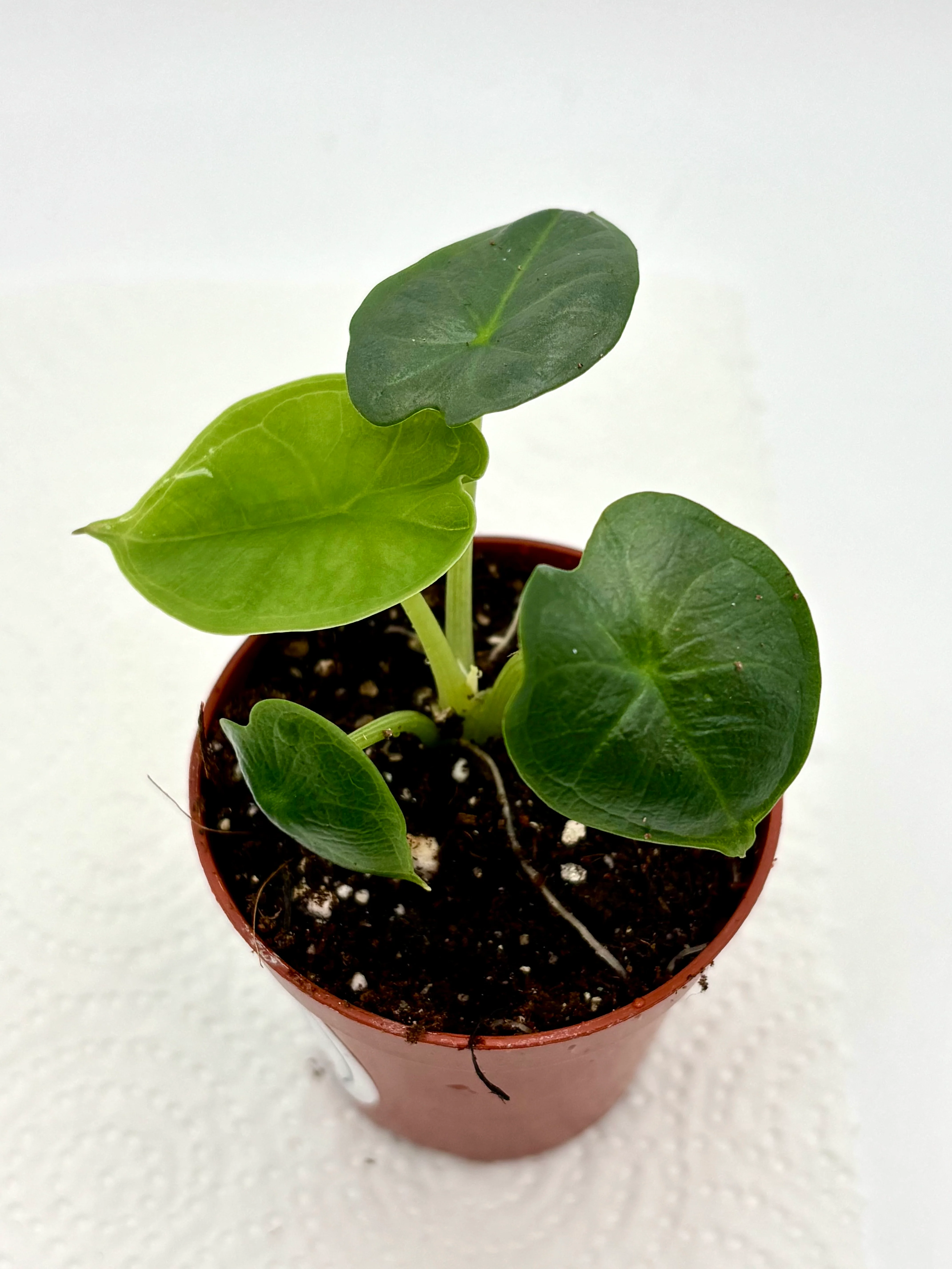 Alocasia Chaii - Image 3