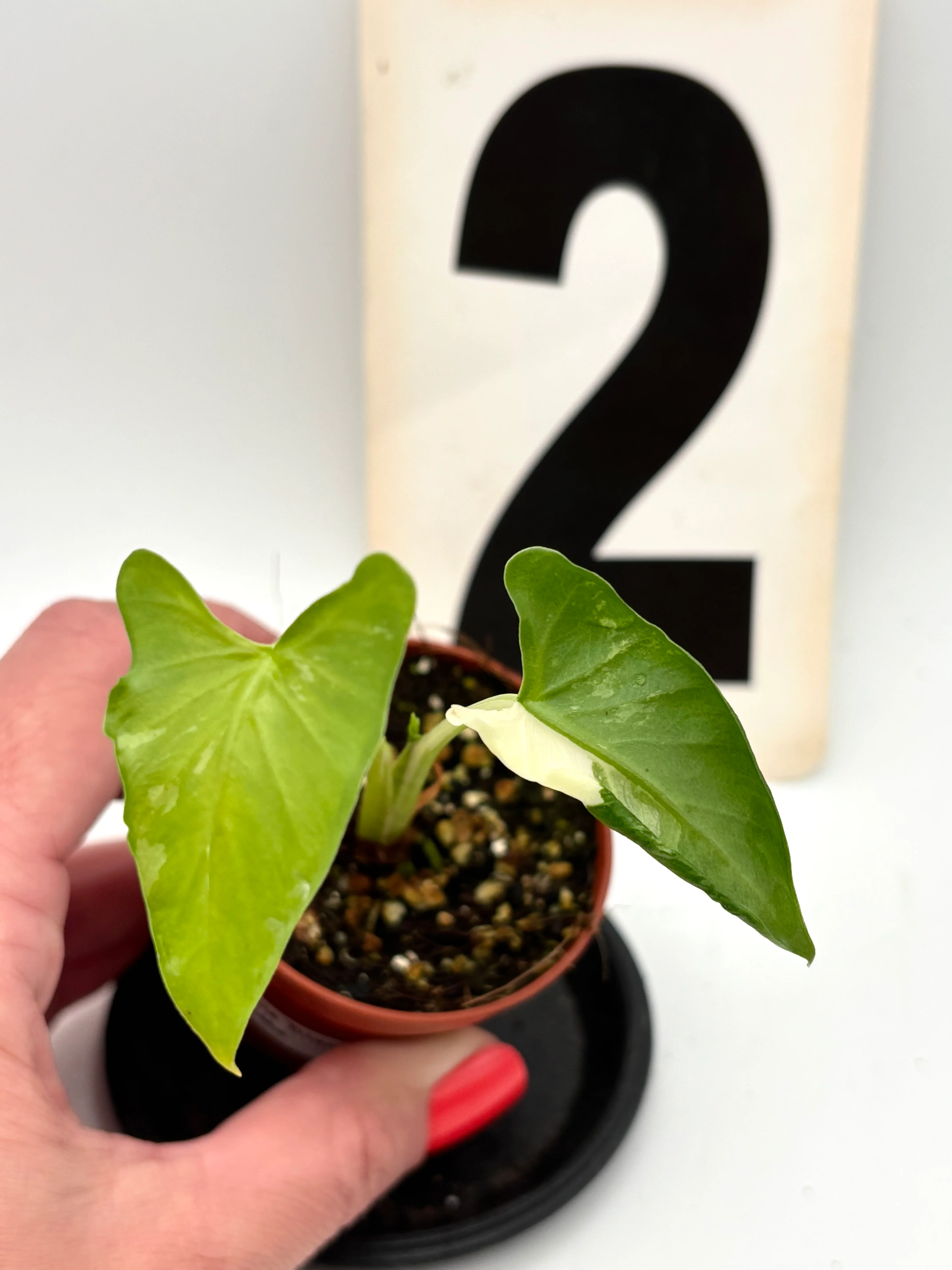 Alocasia Cucullata Crinkles Variegata - Image 2