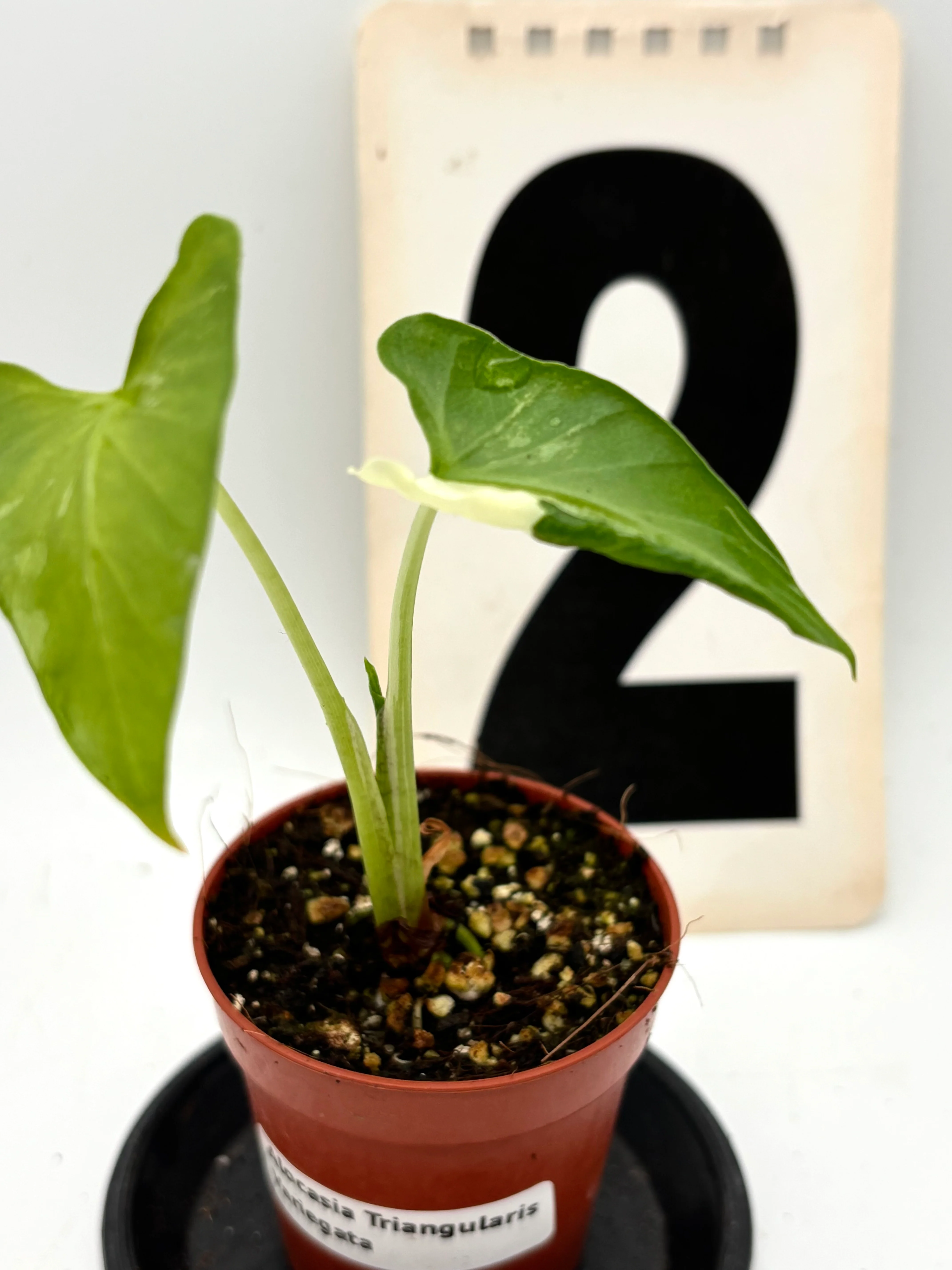 Alocasia Cucullata Crinkles Variegata - Image 4
