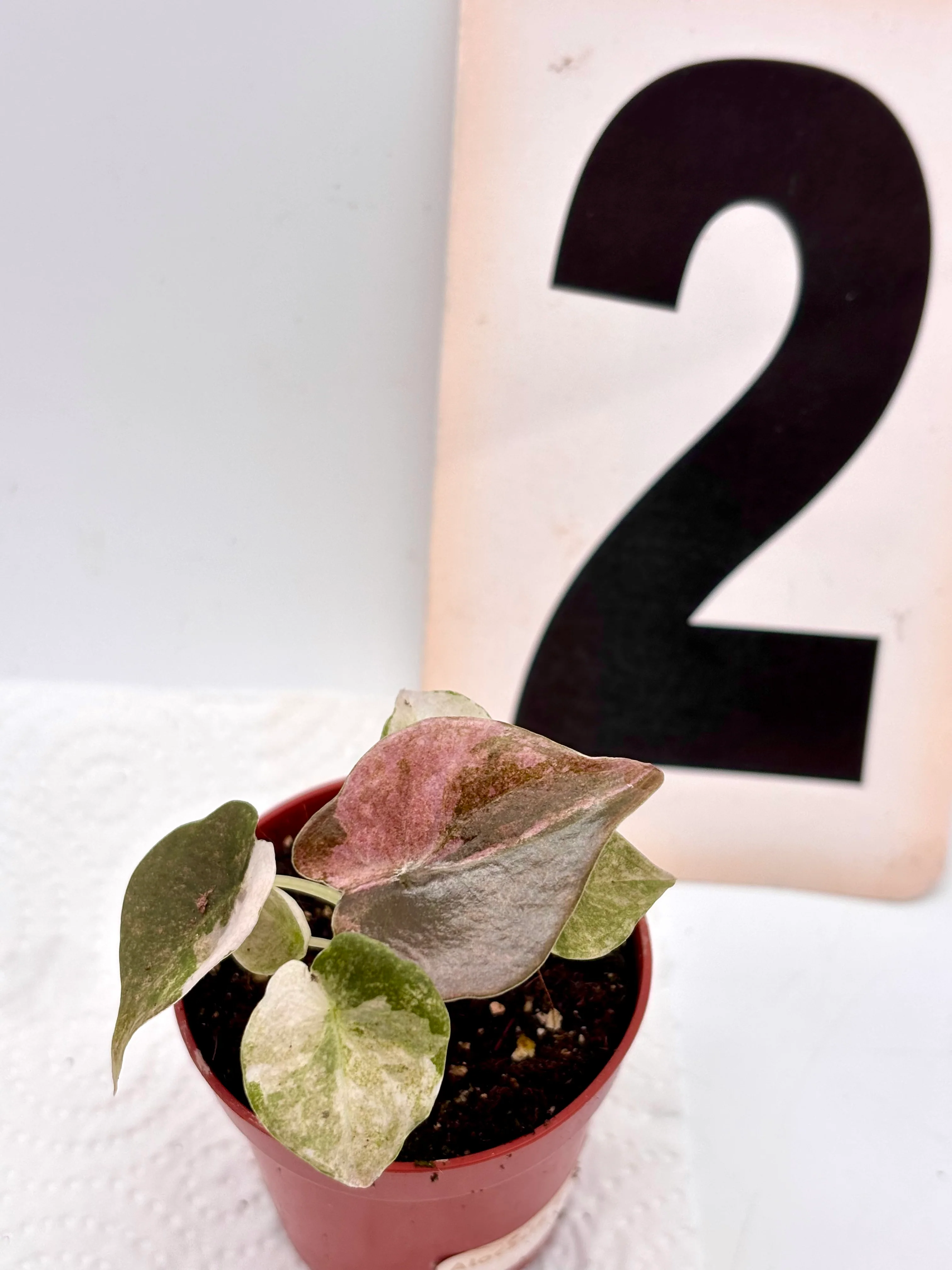Alocasia Cuprea Mint Variegata - Image 3