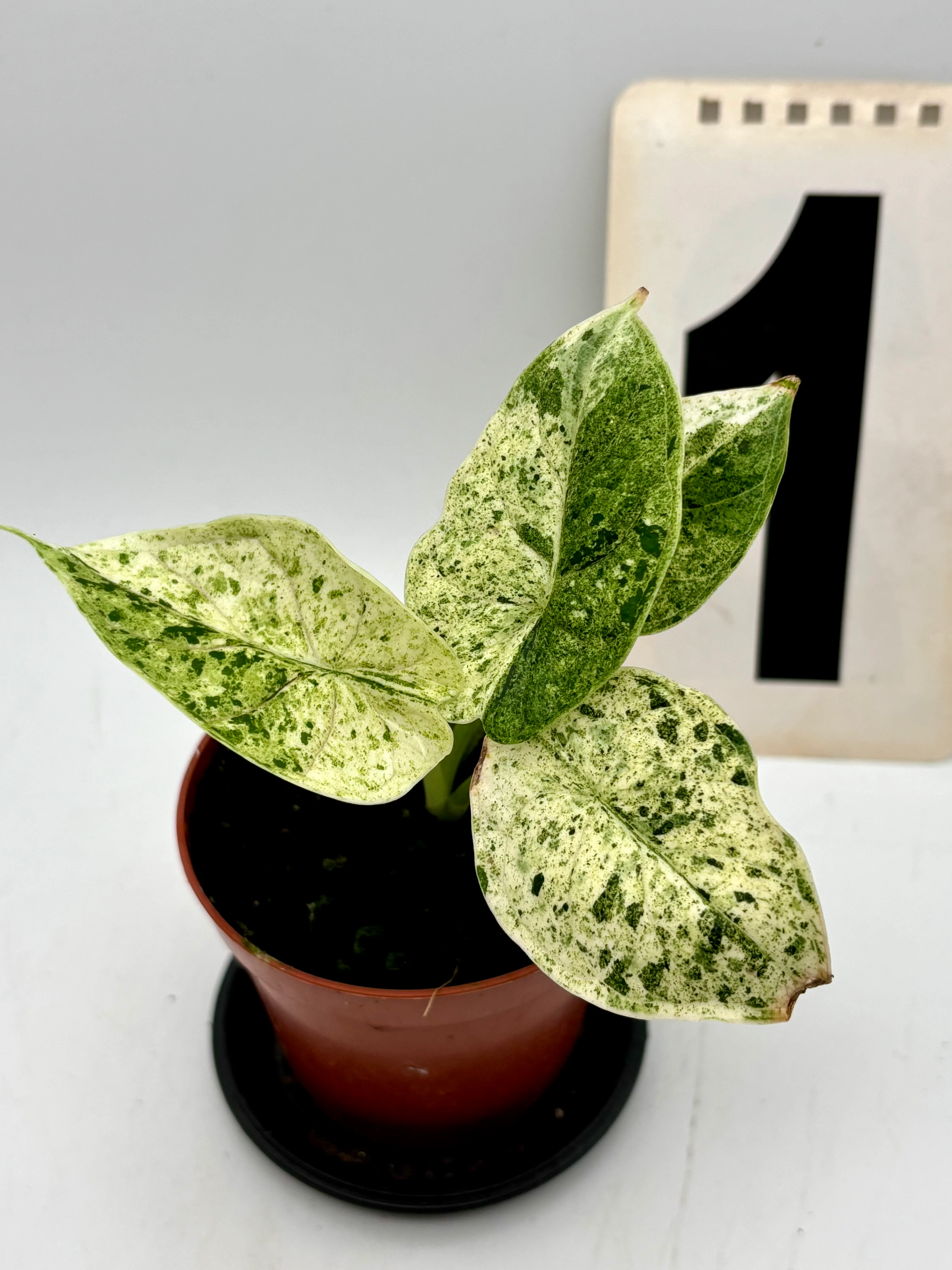 Alocasia Dragon Scale Mint