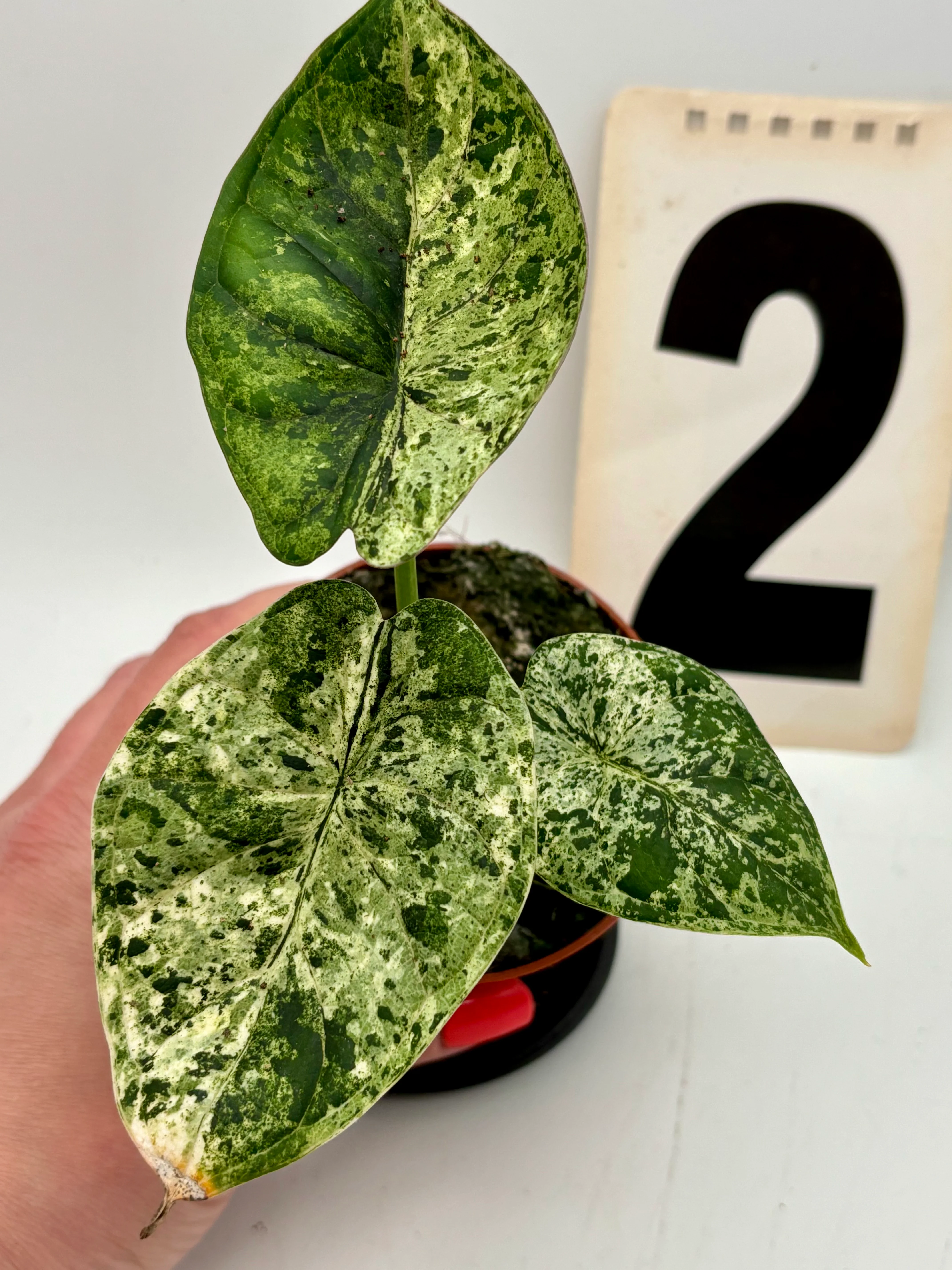 Alocasia Dragon Scale Mint - Image 2