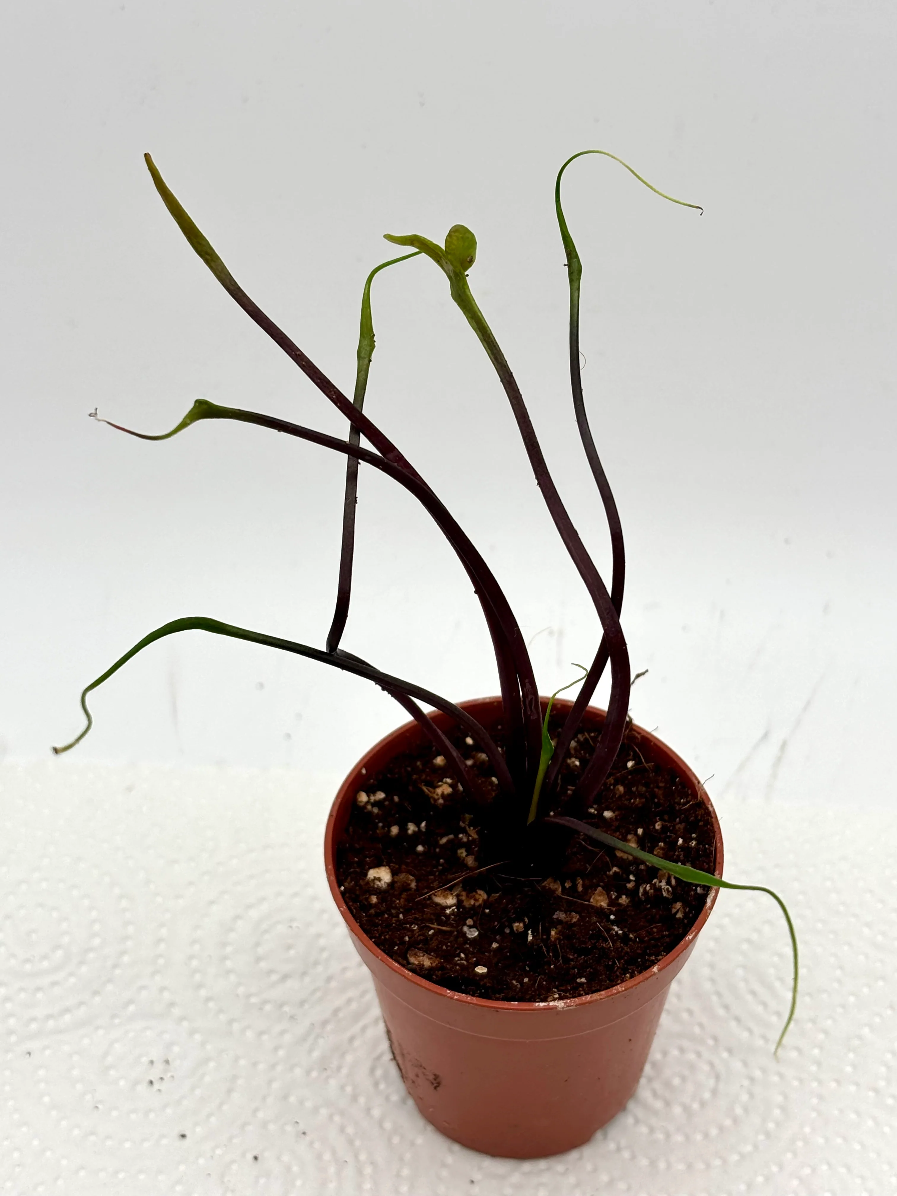 Alocasia Flying squid