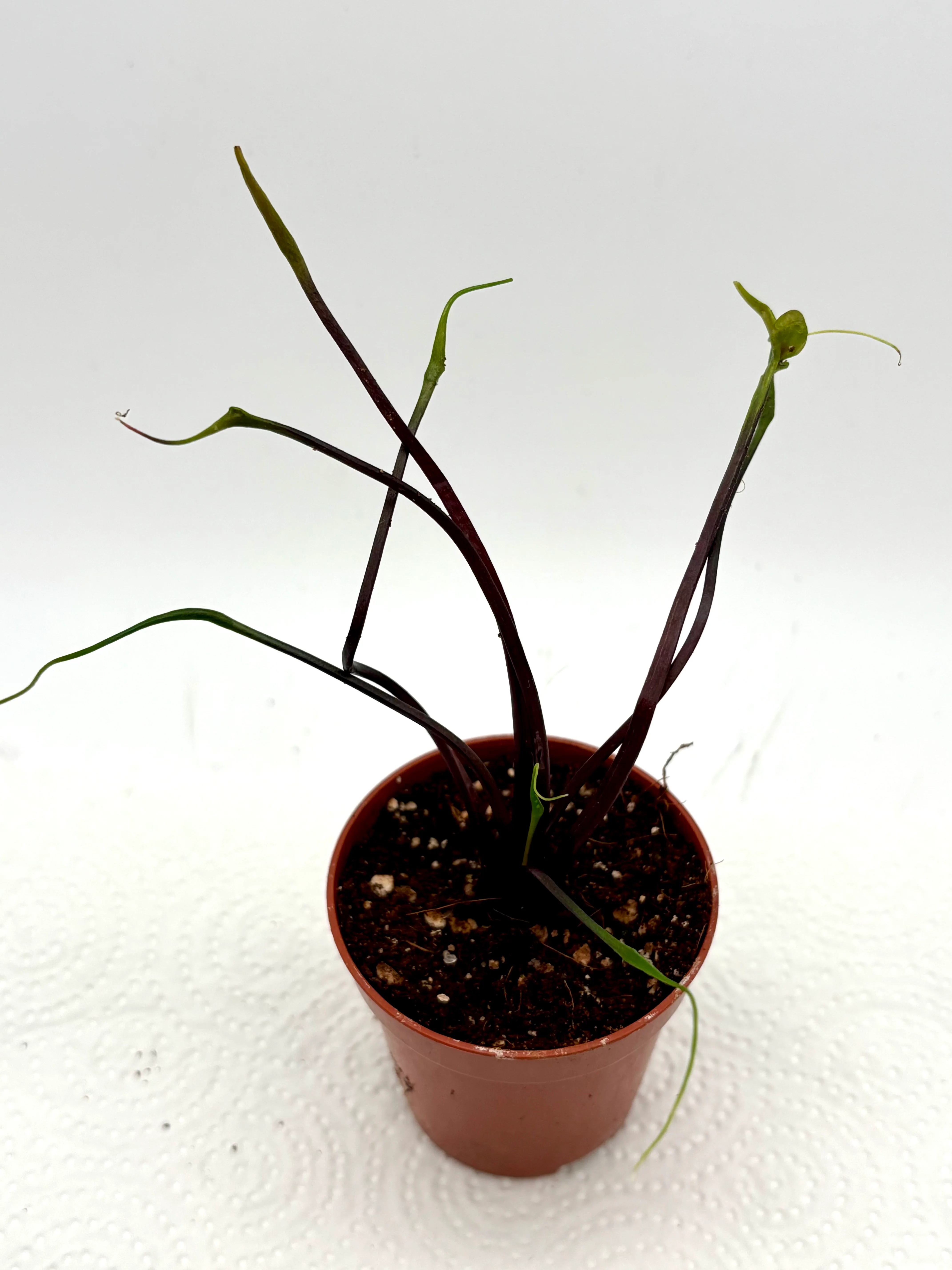 Alocasia Flying squid - Image 2