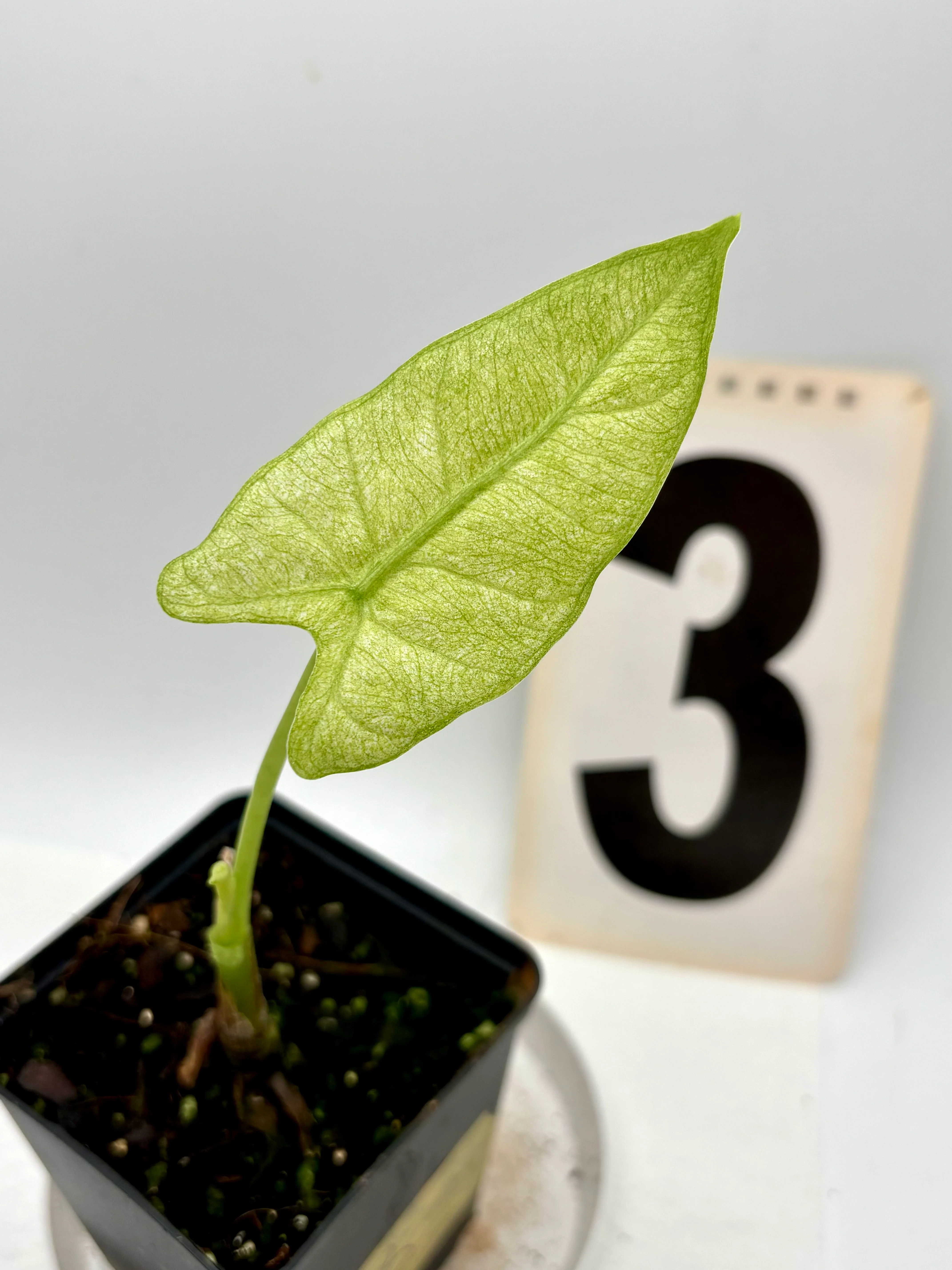 Alocasia Frydek Mint