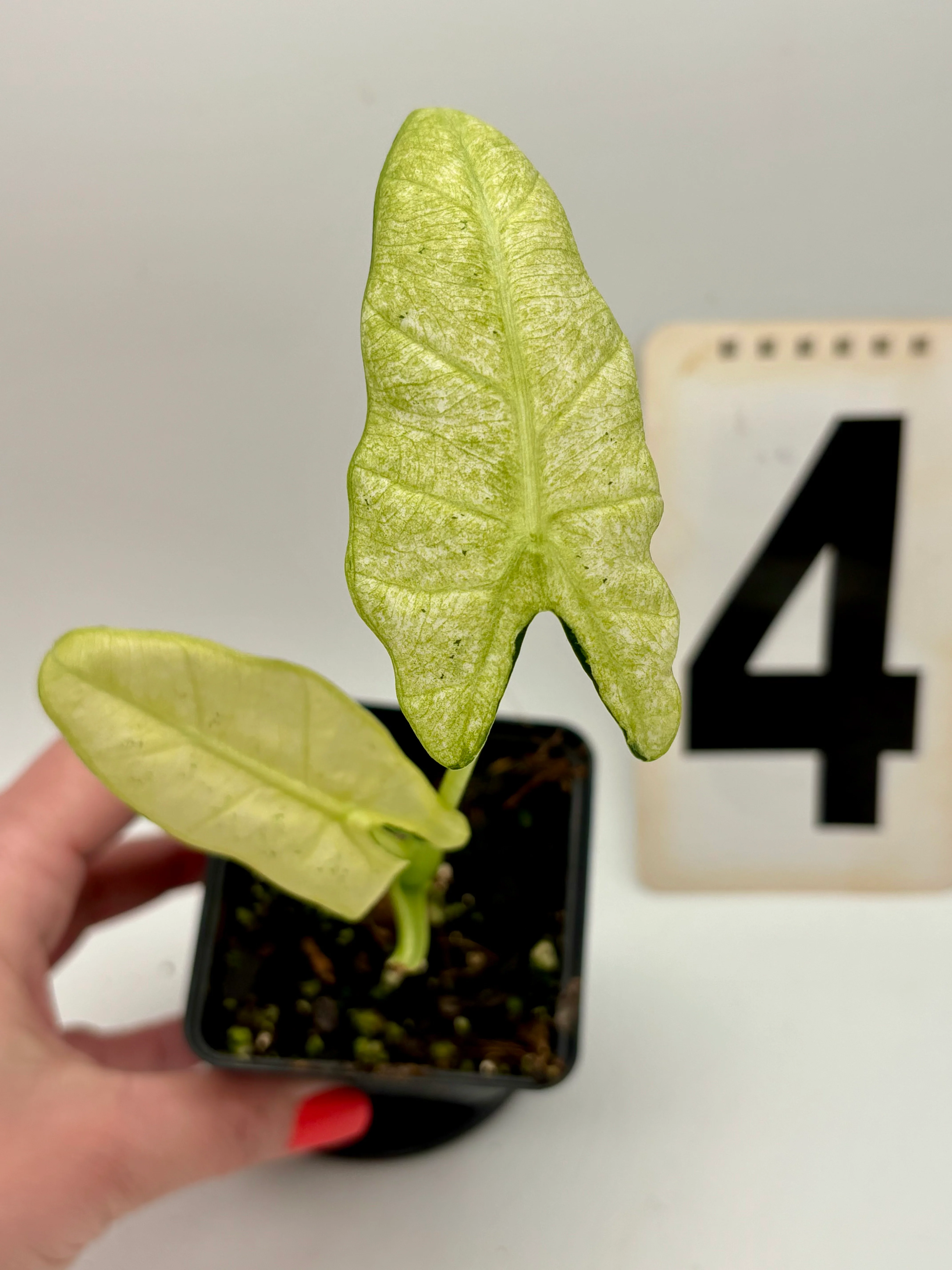 Alocasia Frydek Mint - Image 2